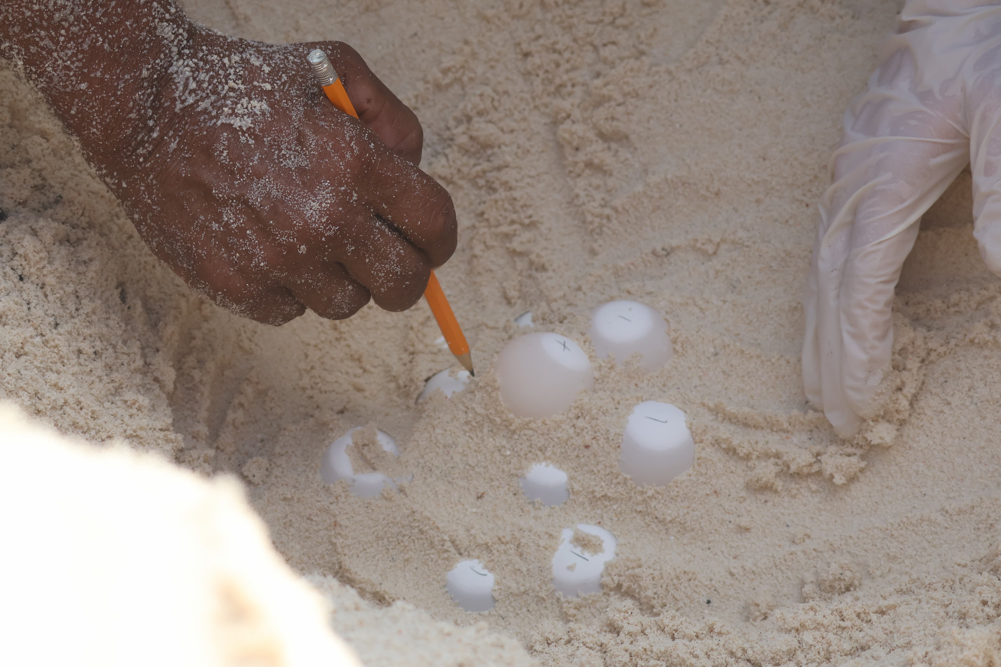 Marked Sea Turtle eggs in a nest before careful excavation for translocation.