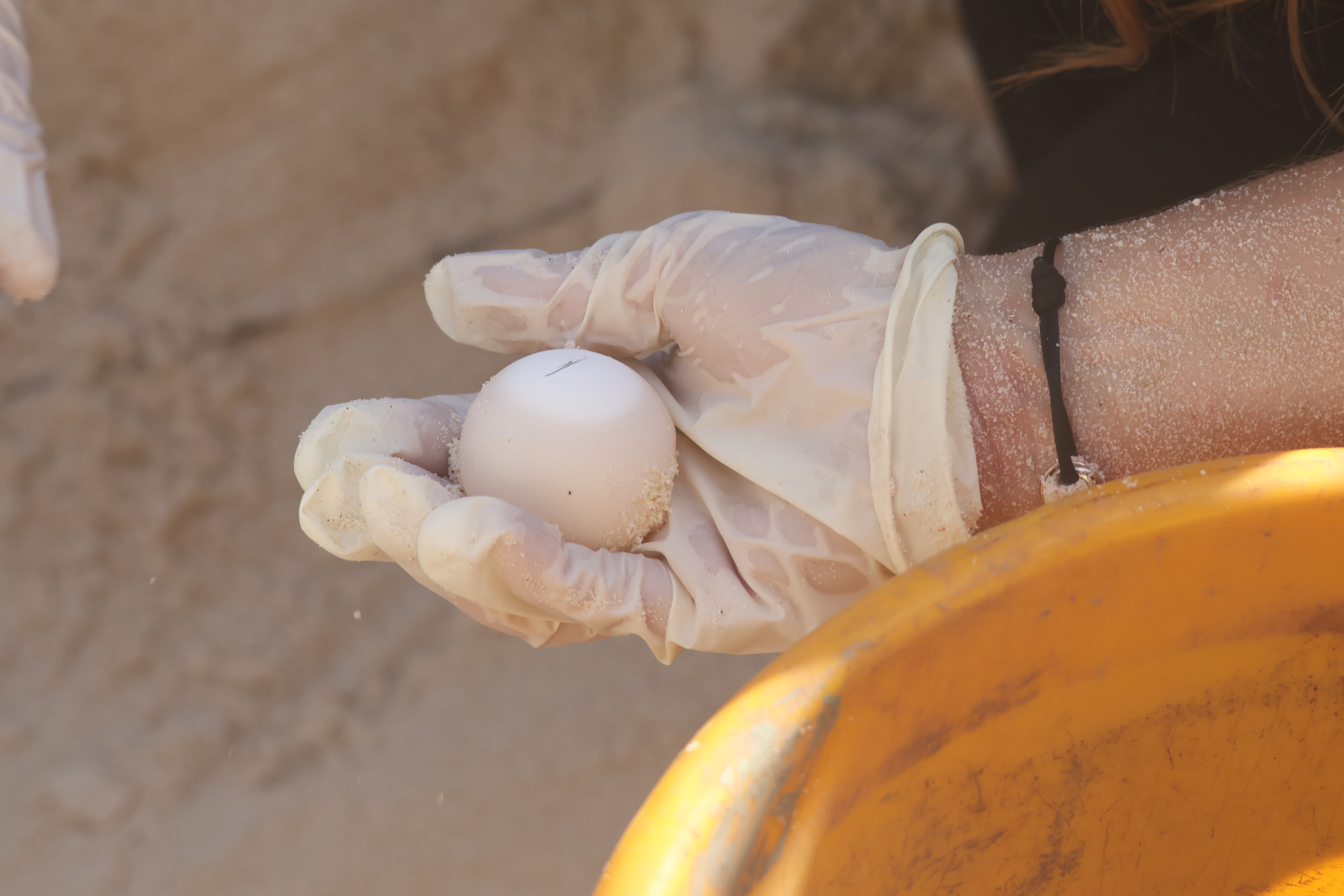 A Sea Turtle egg being carefully handled during nest excavation for translocation.