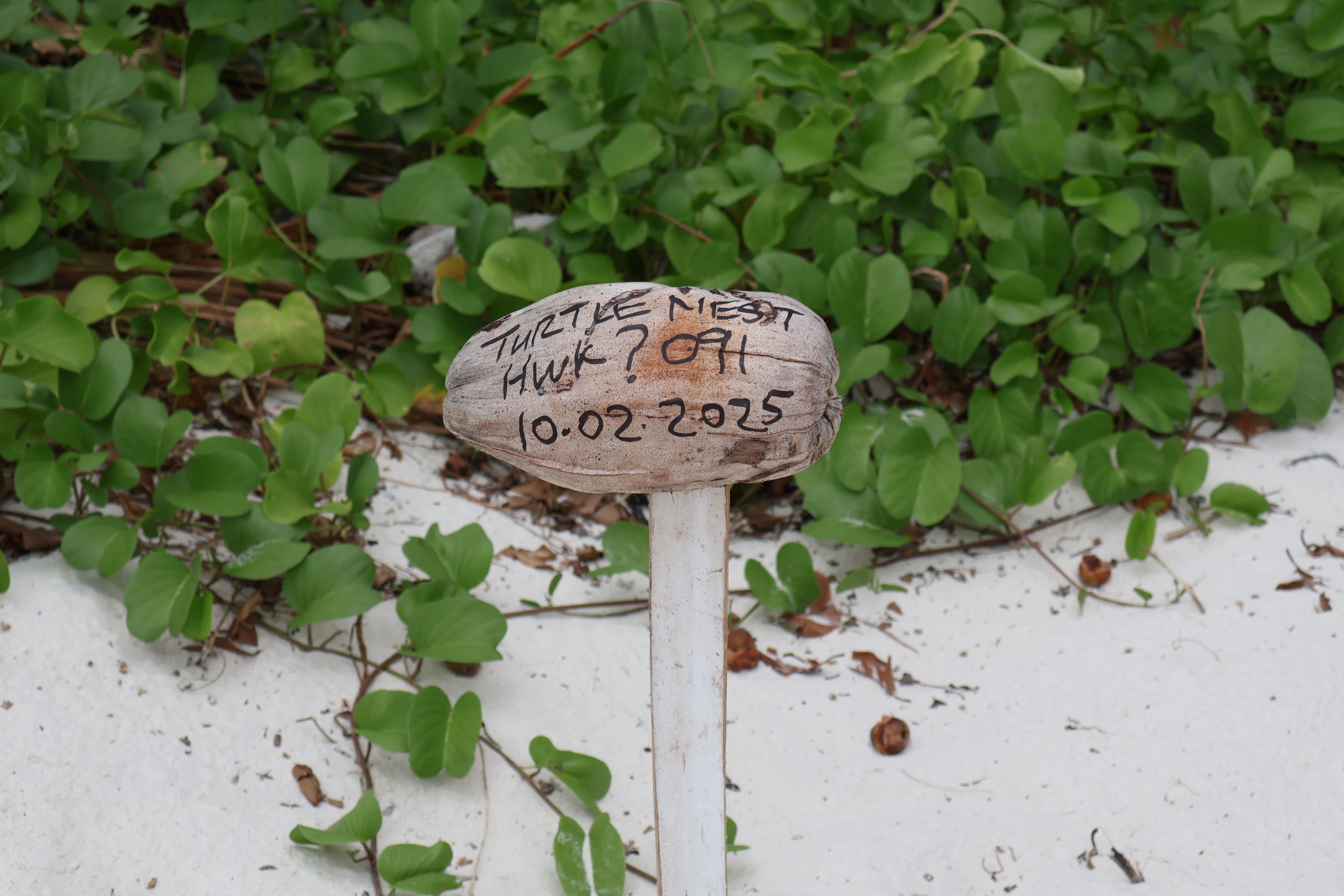 Marked Sea Turtle nesting site on the beach with date written for monitoring.