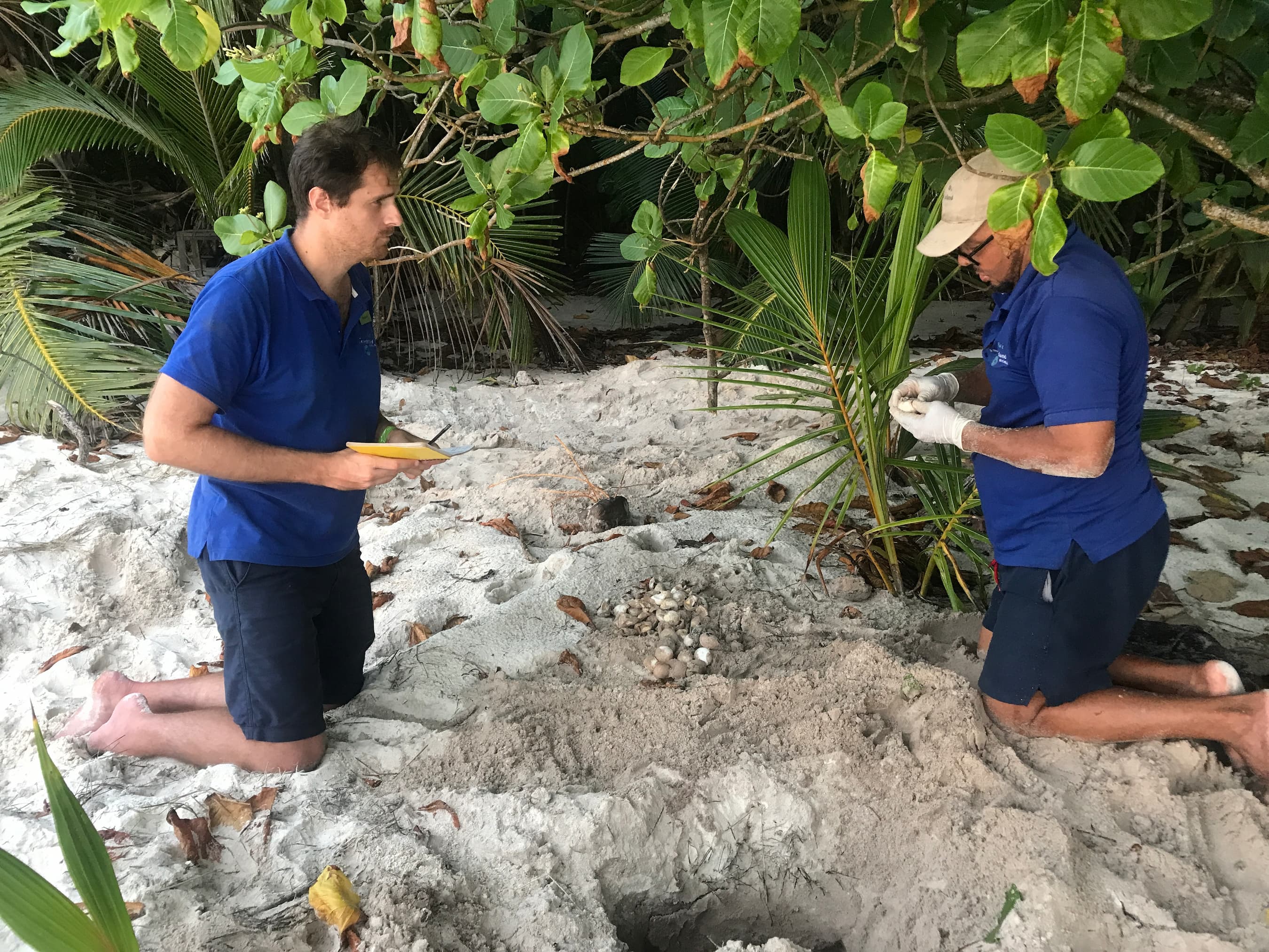 Wildlife ACT ecotourists examining a Sea Turtle nest to record hatching success on North Island.