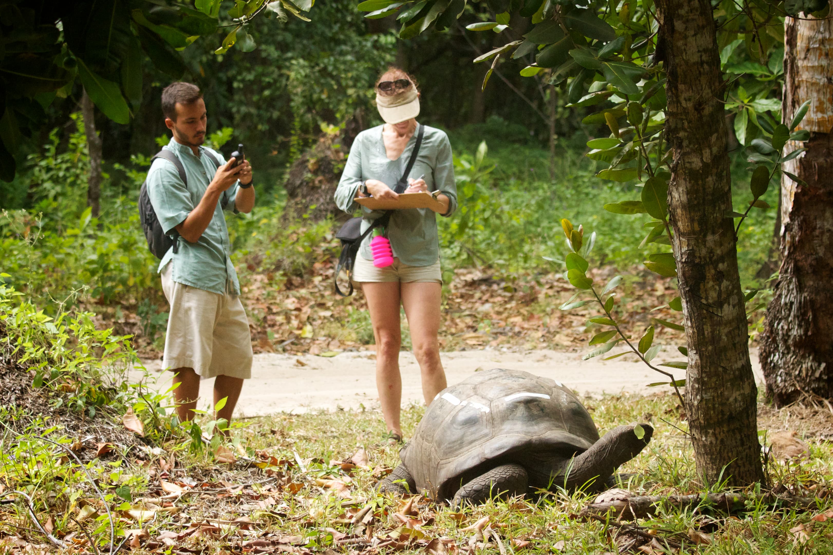 Ecotourists record data on Seychelles giant tortoise (Aldabrachelys gigantea hololissa). 