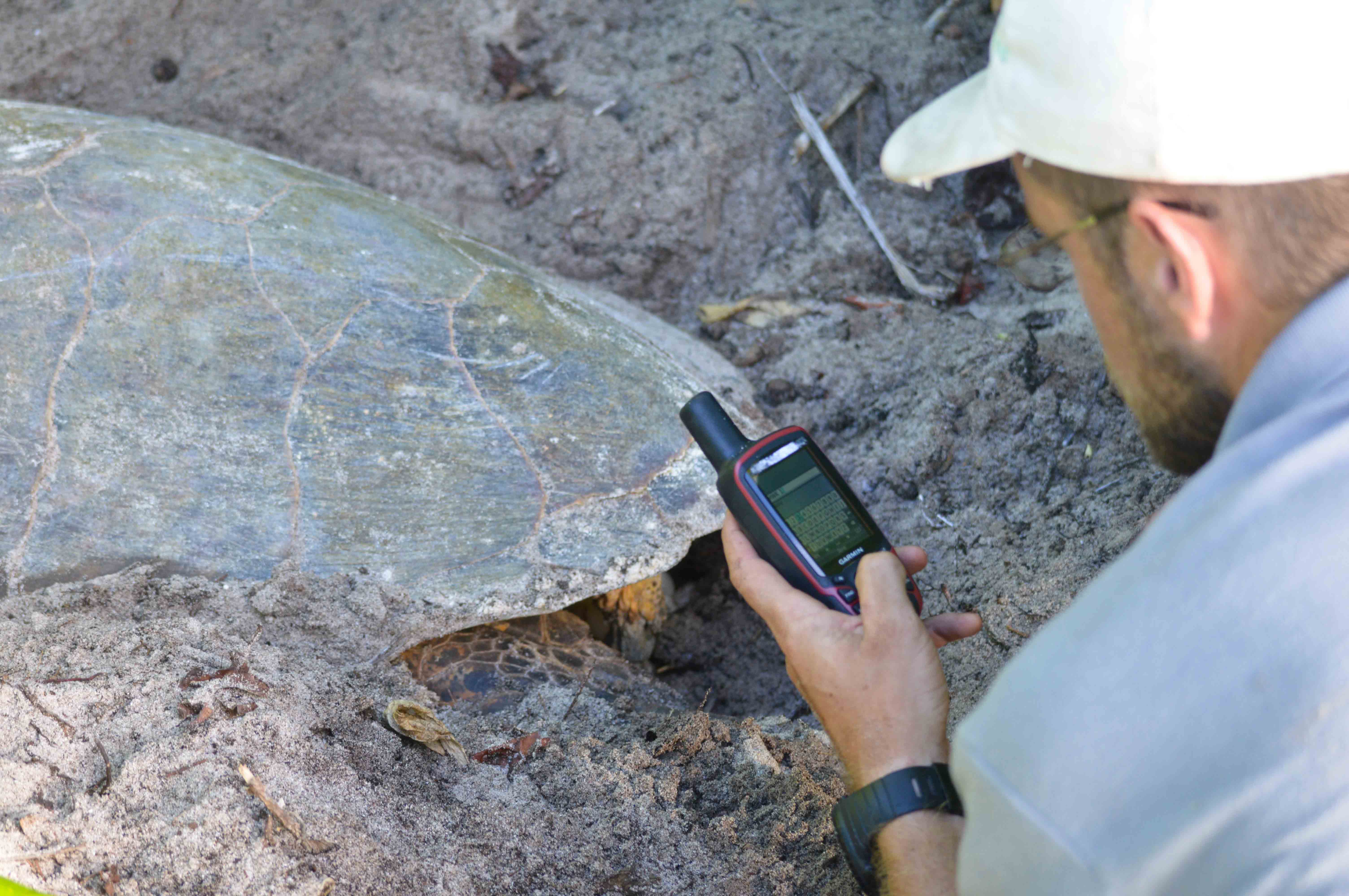 An ecotourist on North Island, Seychelles records data on a nesting turtle.
