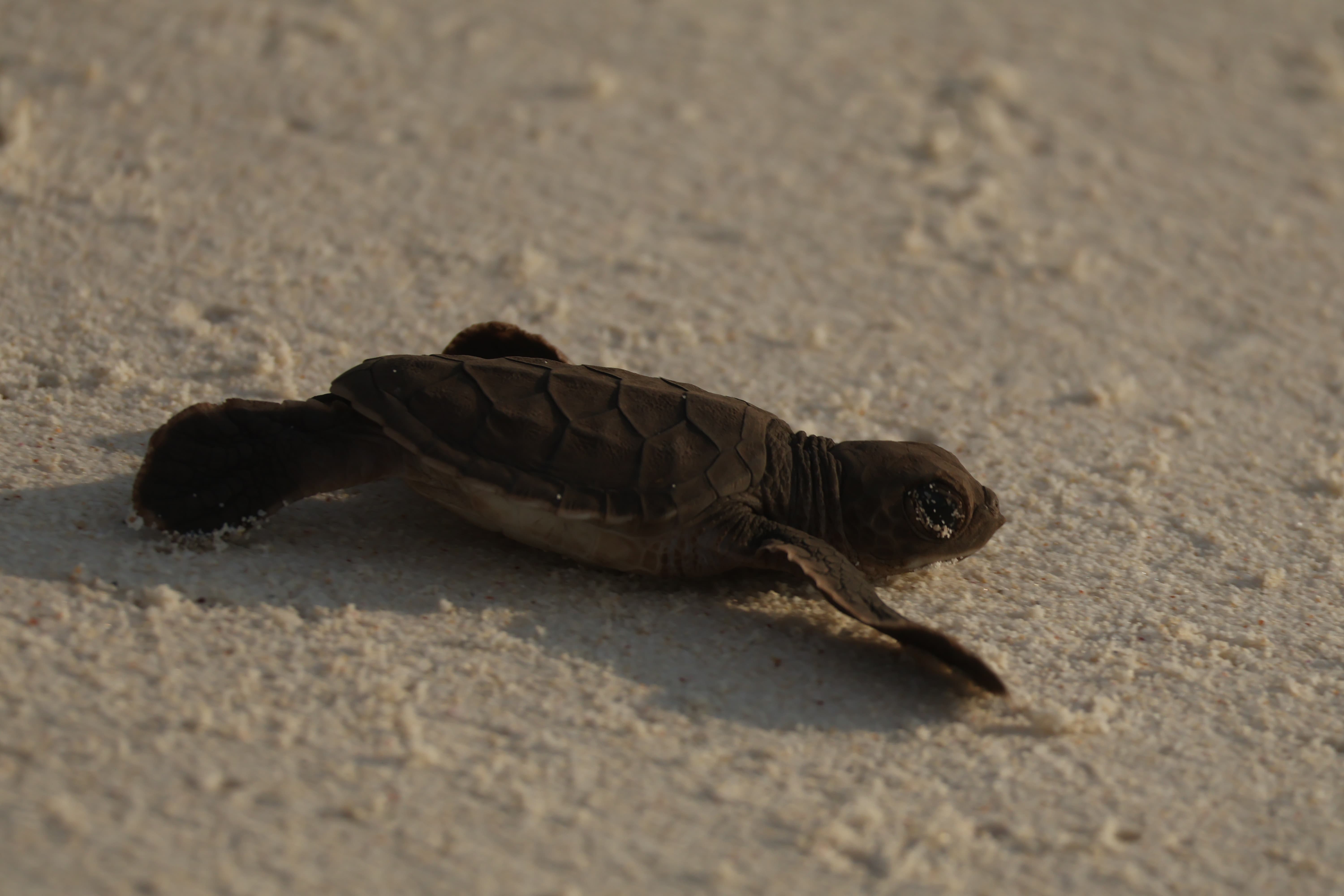 A Hawksbill Sea Turtle hatchling heads to the ocean.