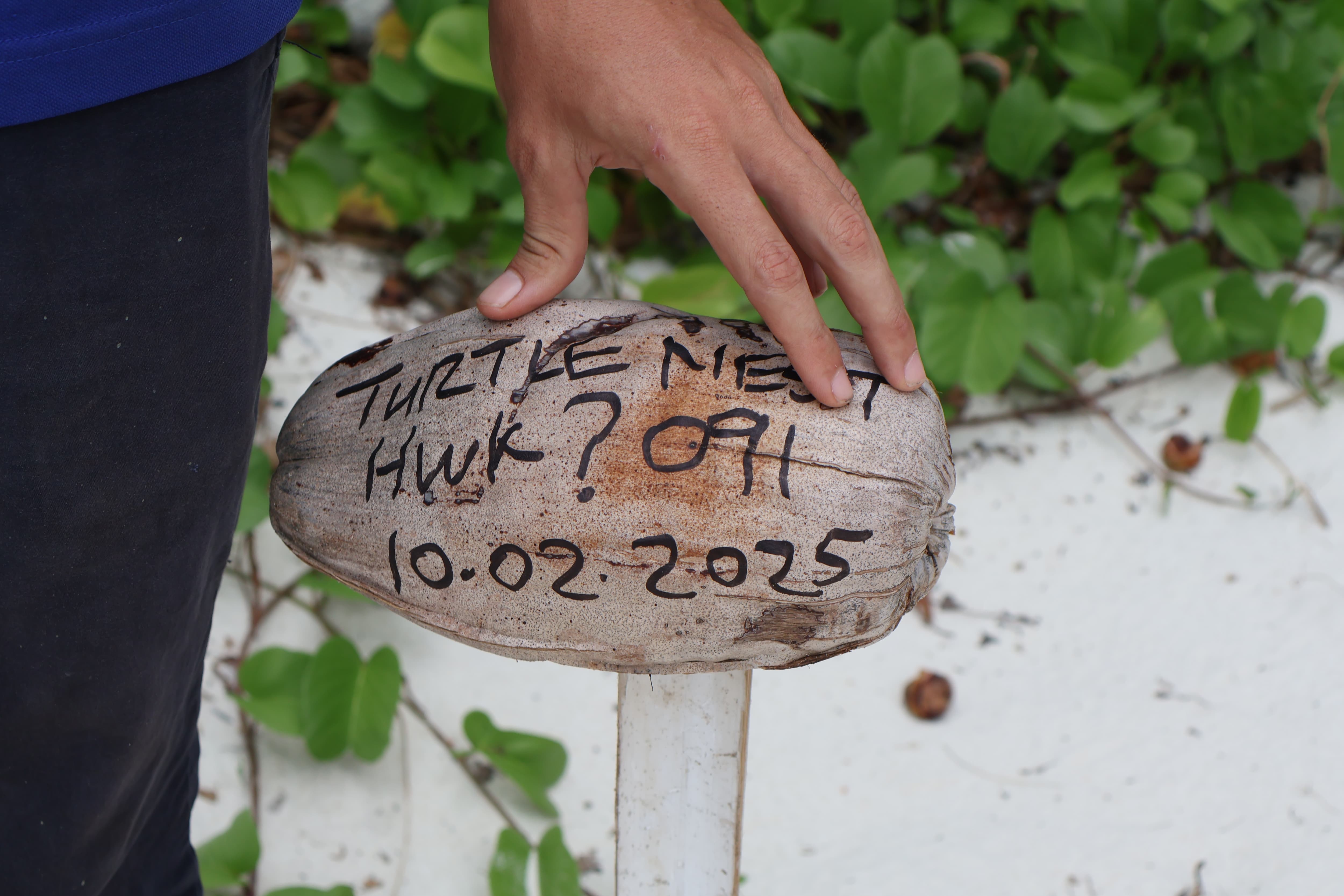 A turtle nest is marked on North Island, Seychelles.