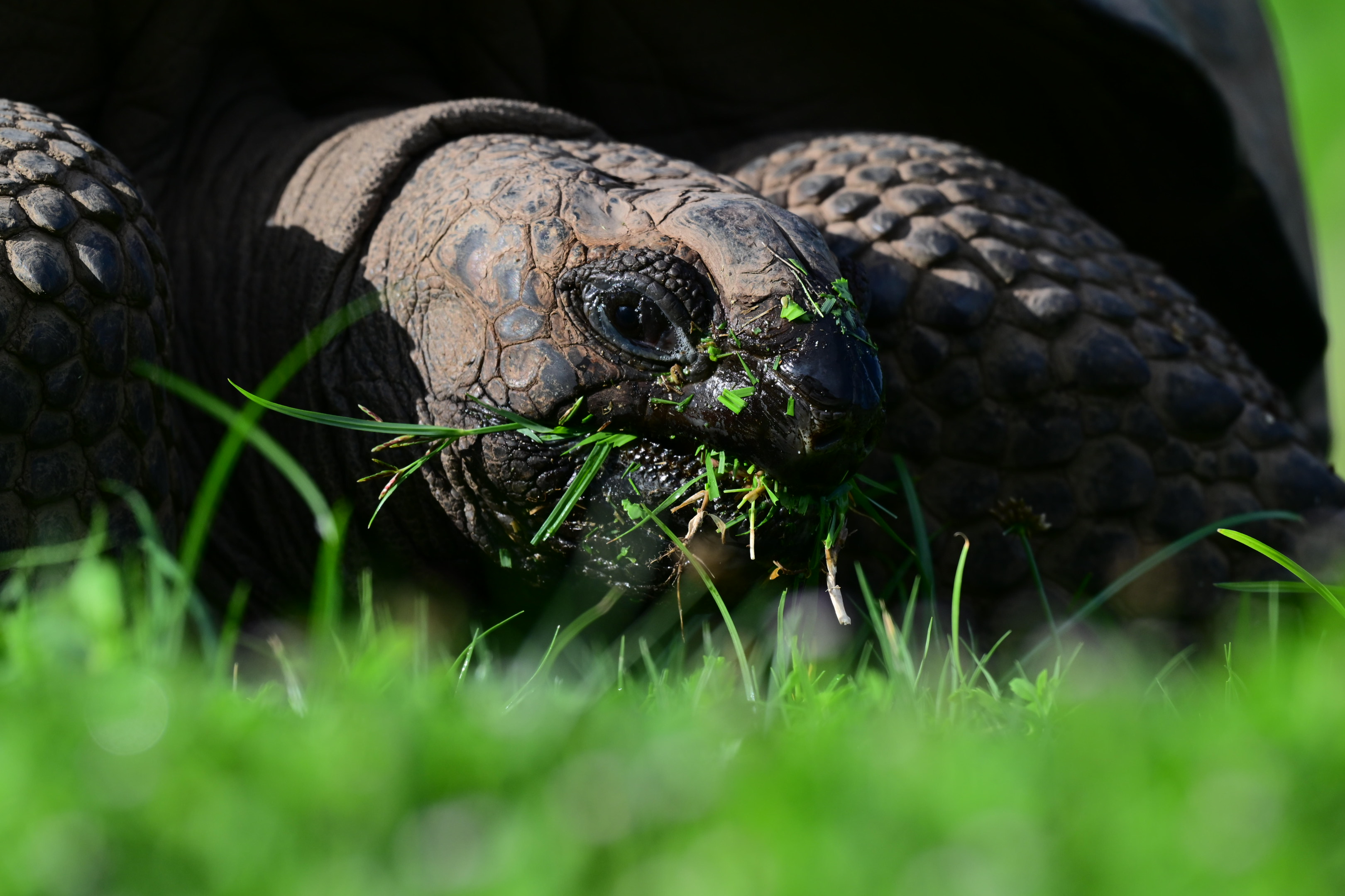An Aldabra Giant Tortoise grazing on grass on North Island, Seychelles.