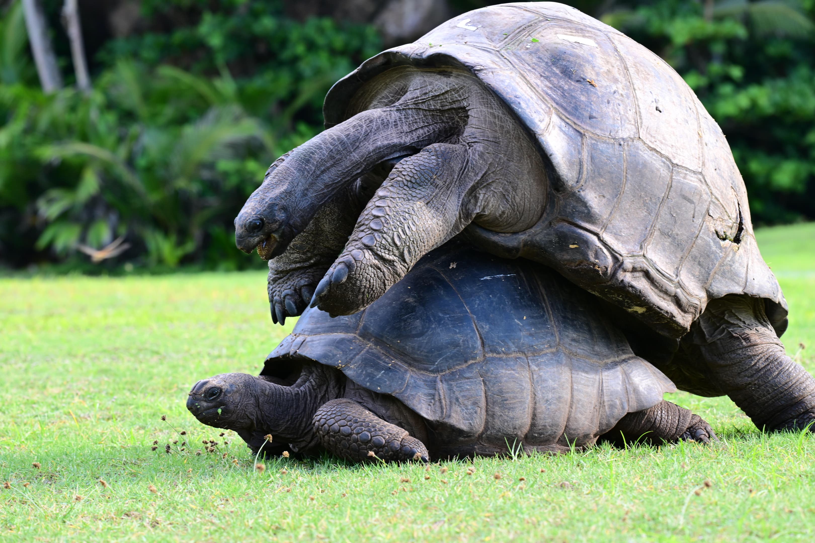 Two Aldabra Giant Tortoises mating on North Island, Seychelles.