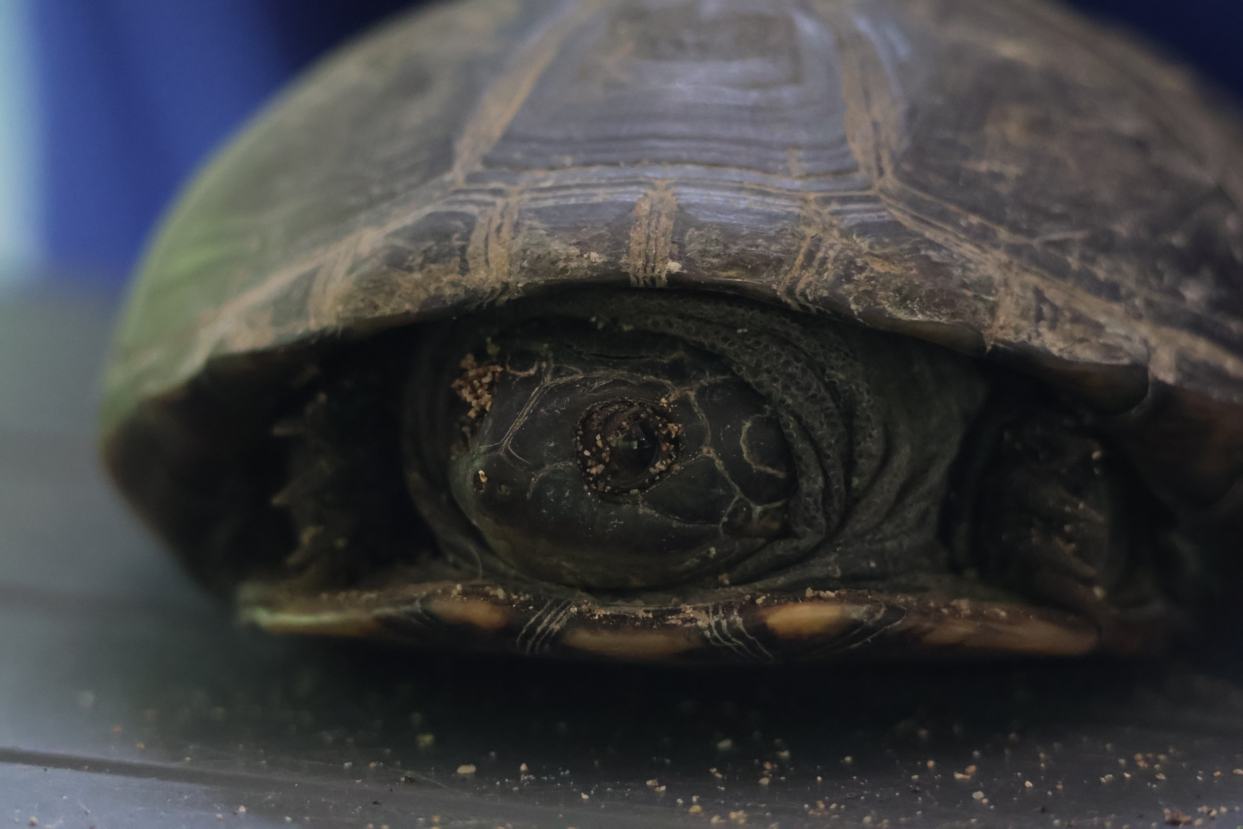 A Seychelles Black Mud Terrapin being measured by a conservation team member on North Island.