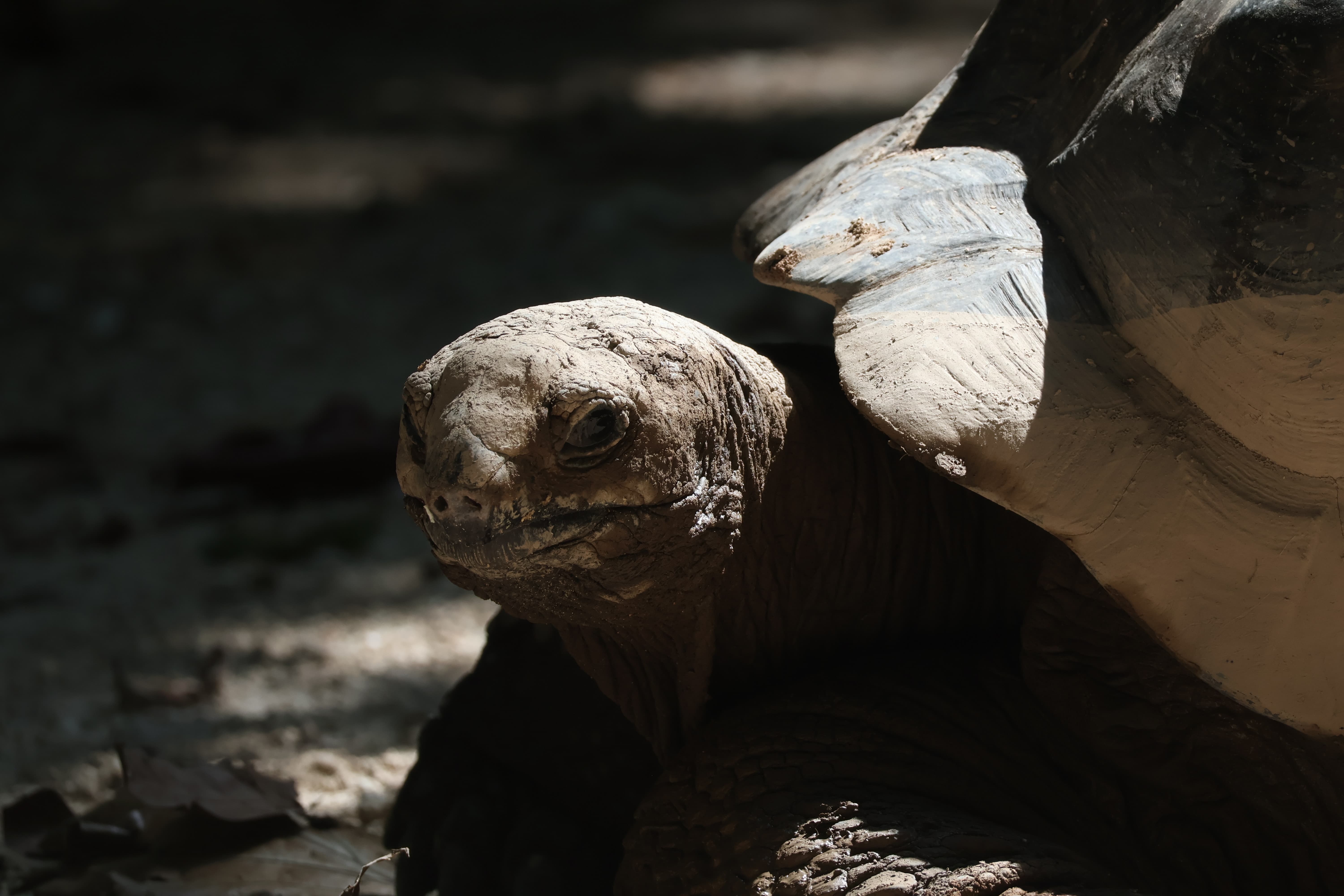 An Aldabra Giant Tortoise feeding on leaves on North Island.
