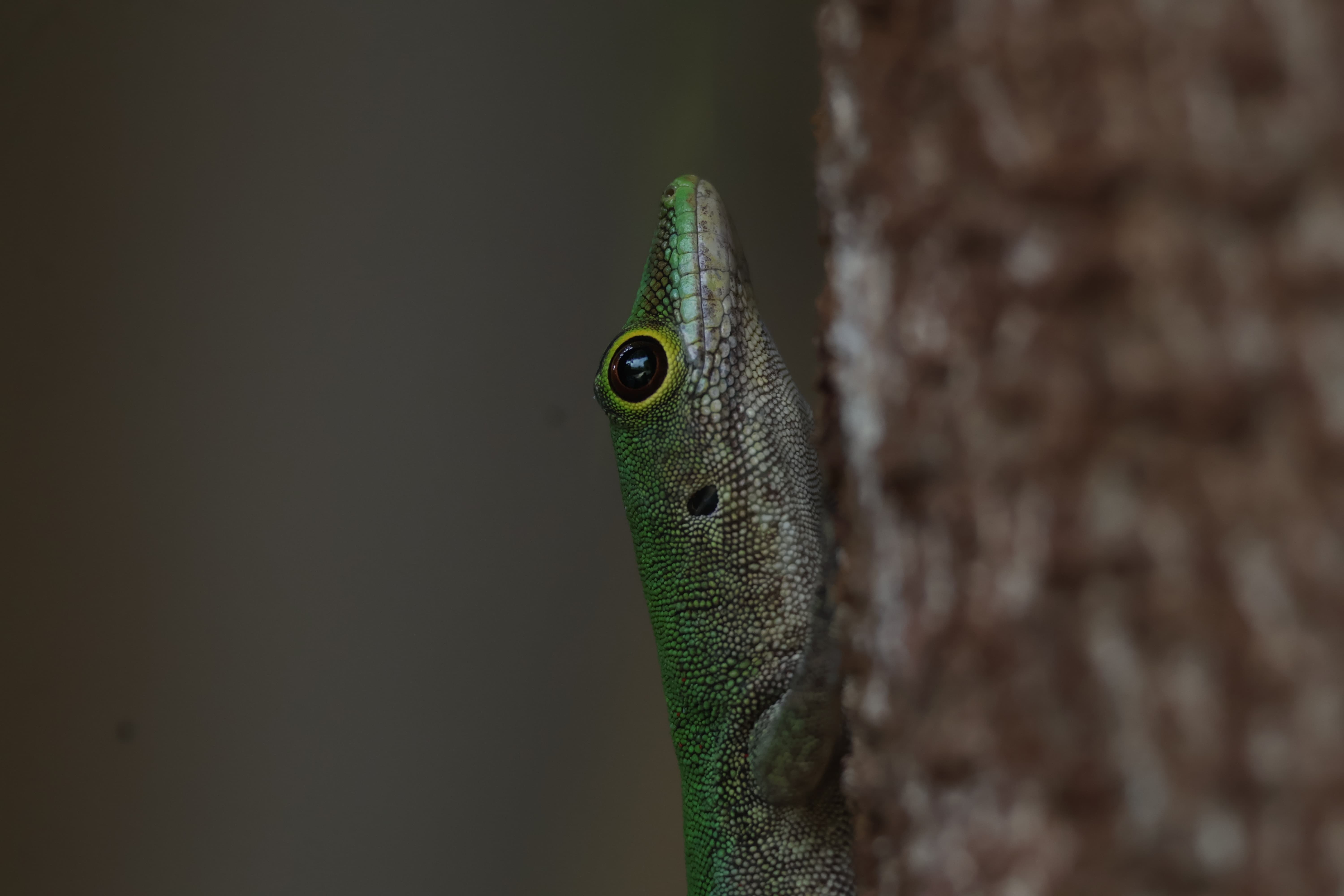 A Seychelles Day Gecko perched on a tree trunk on North Island.