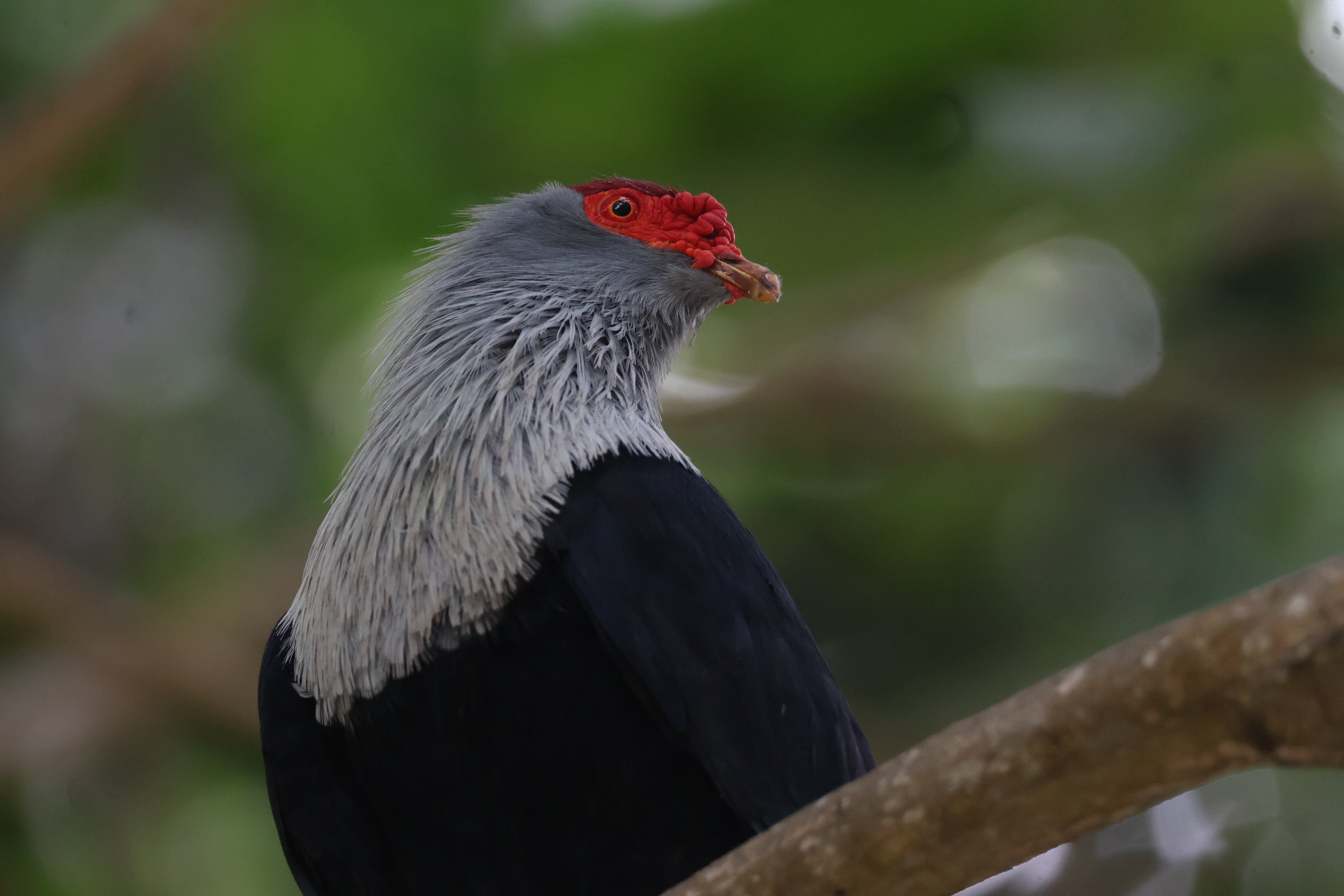 A Seychelles Blue Pigeon perched on a tree branch on North Island.