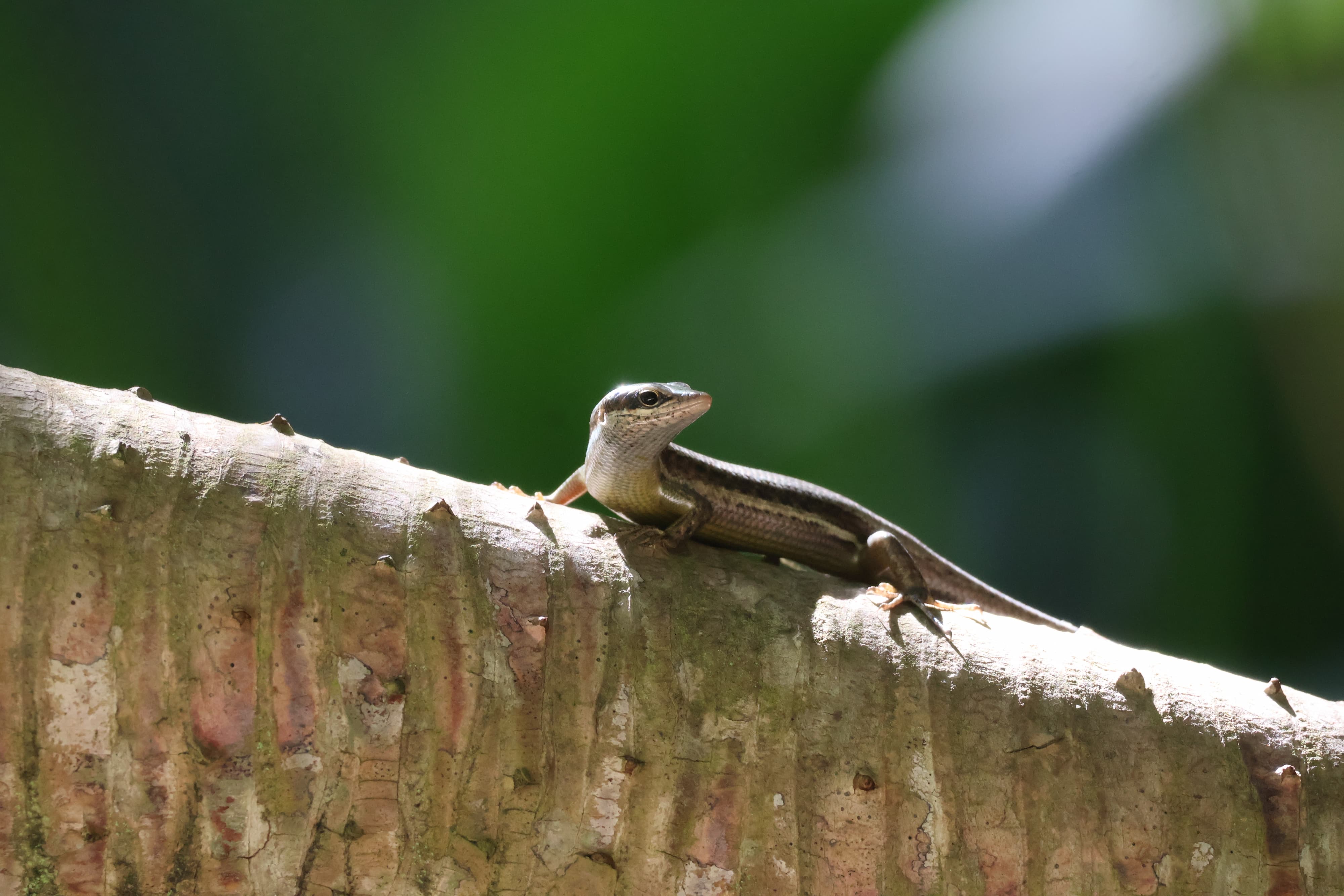 A Seychelles Skink basking on a tree trunk on North Island.