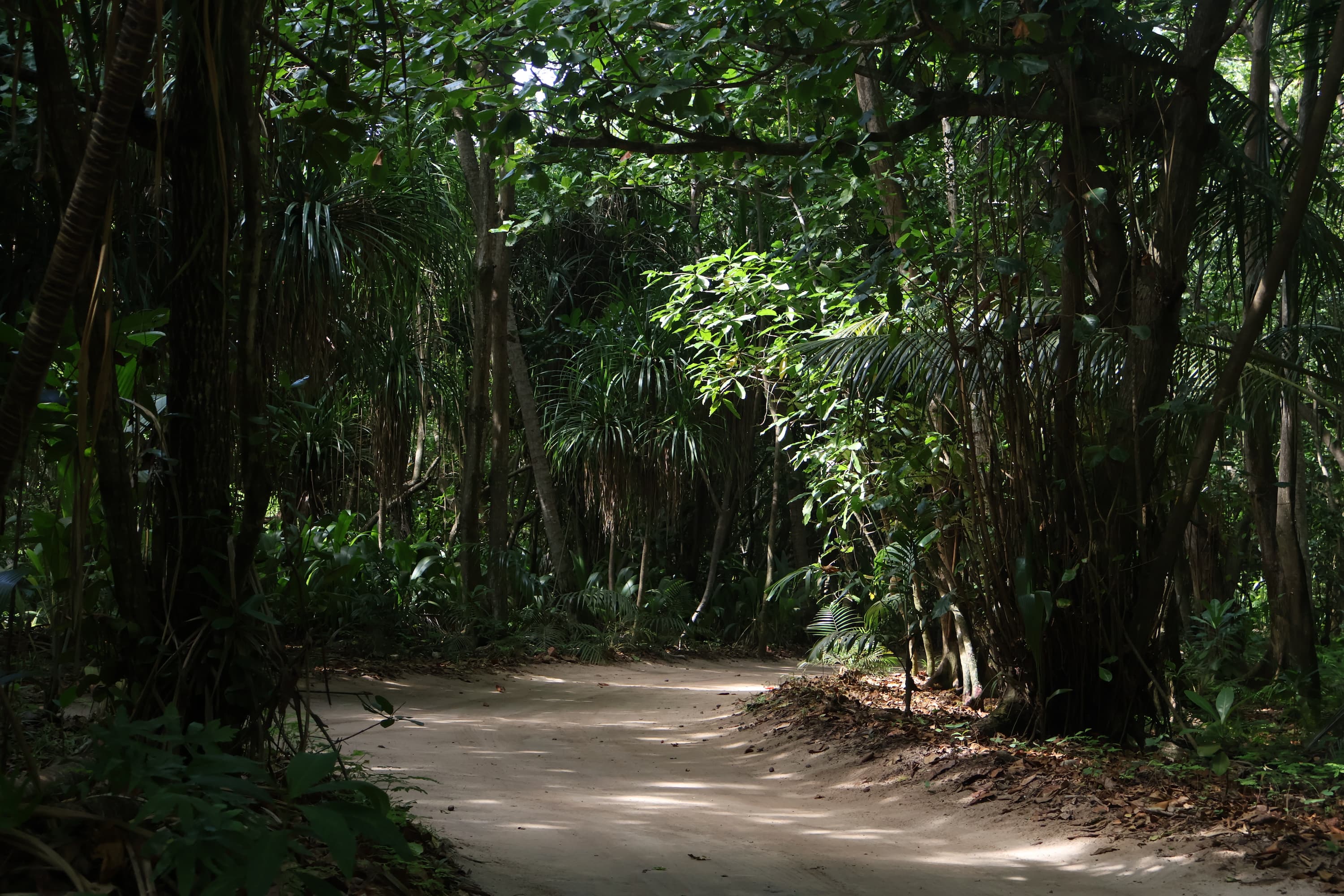 Natural forest habitat on North Island, Seychelles.