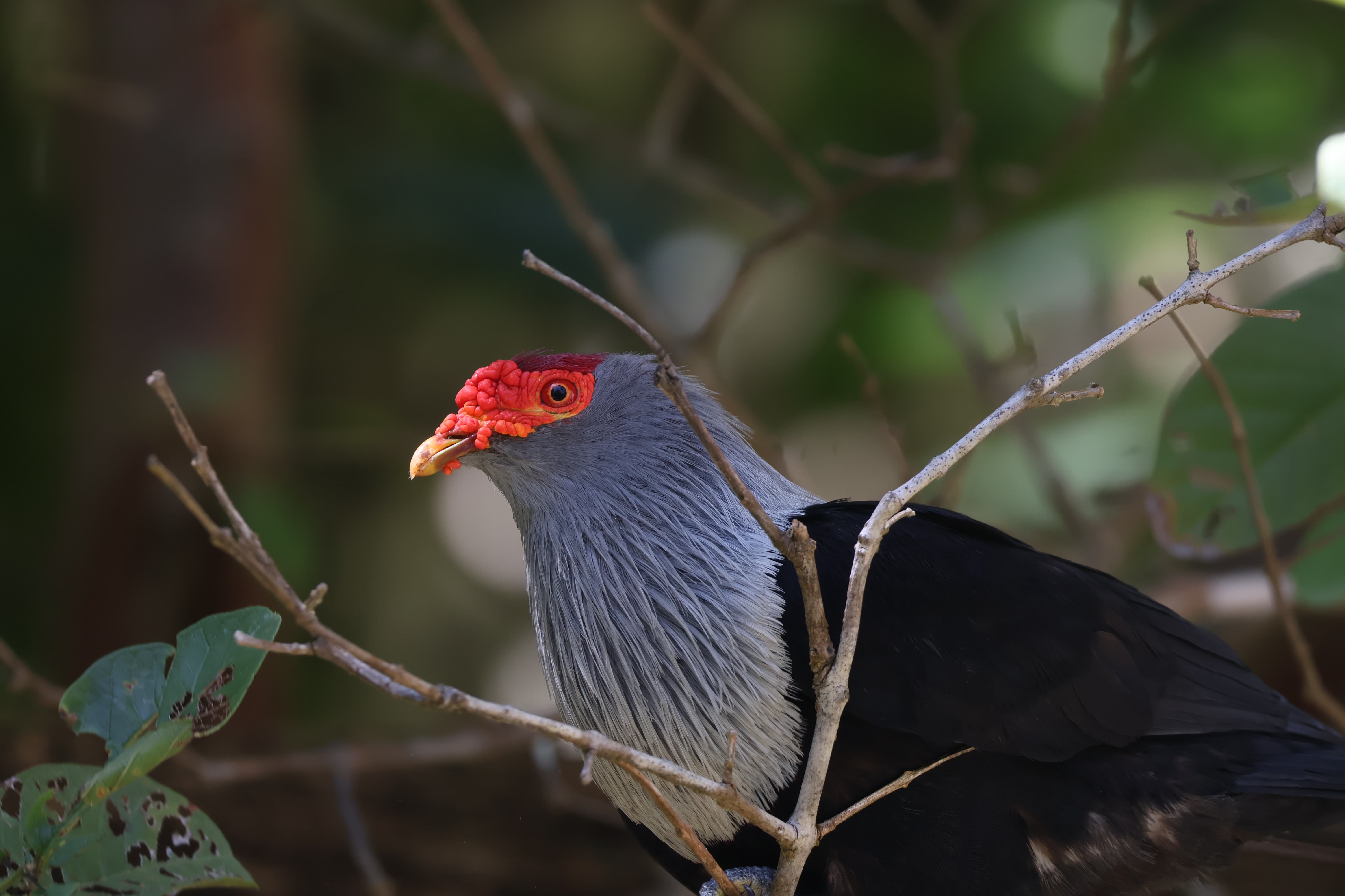 A Seychelles Blue Pigeon perched on a tree branch on North Island.