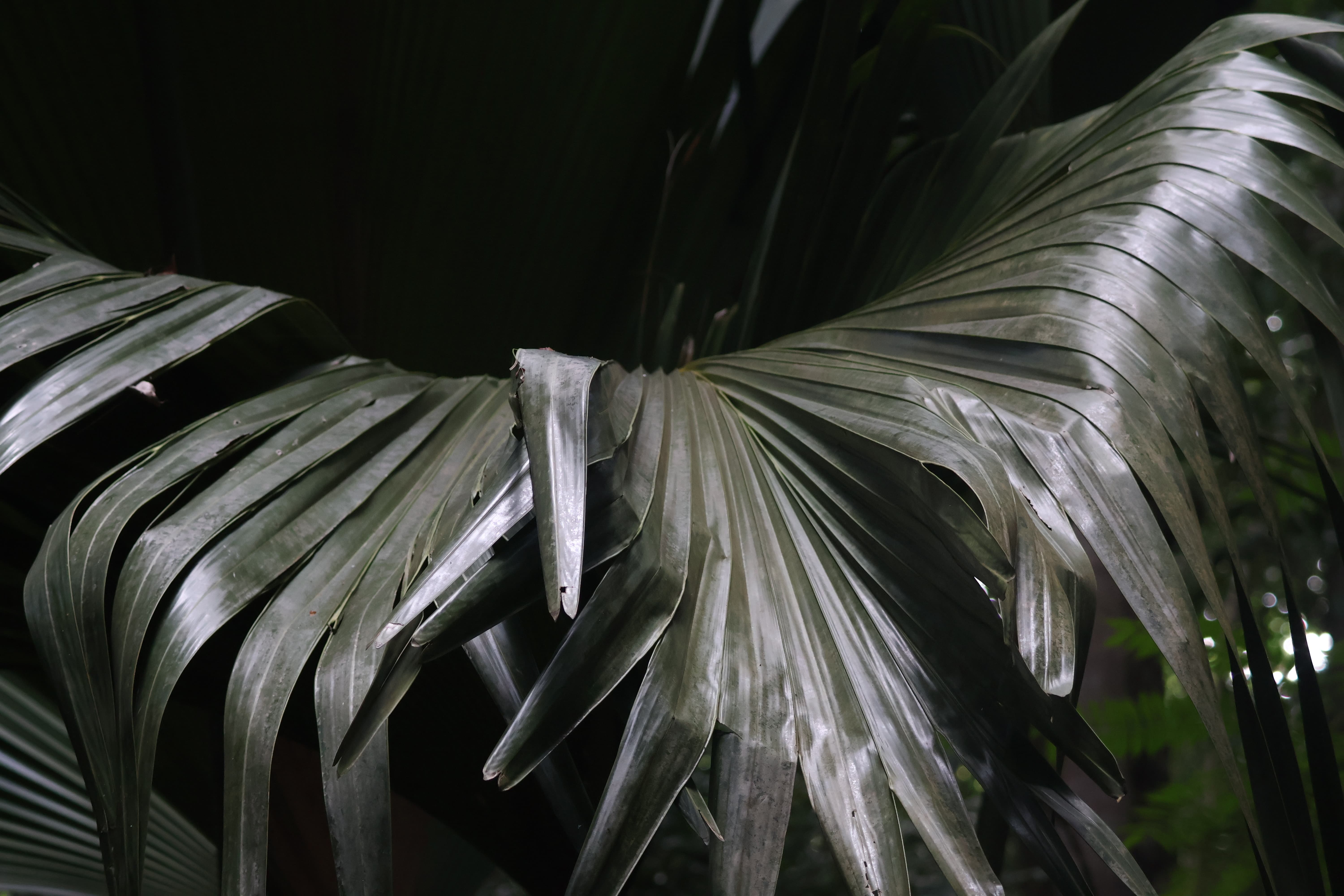 A Coco de Mer on North Island, Seychelles. 