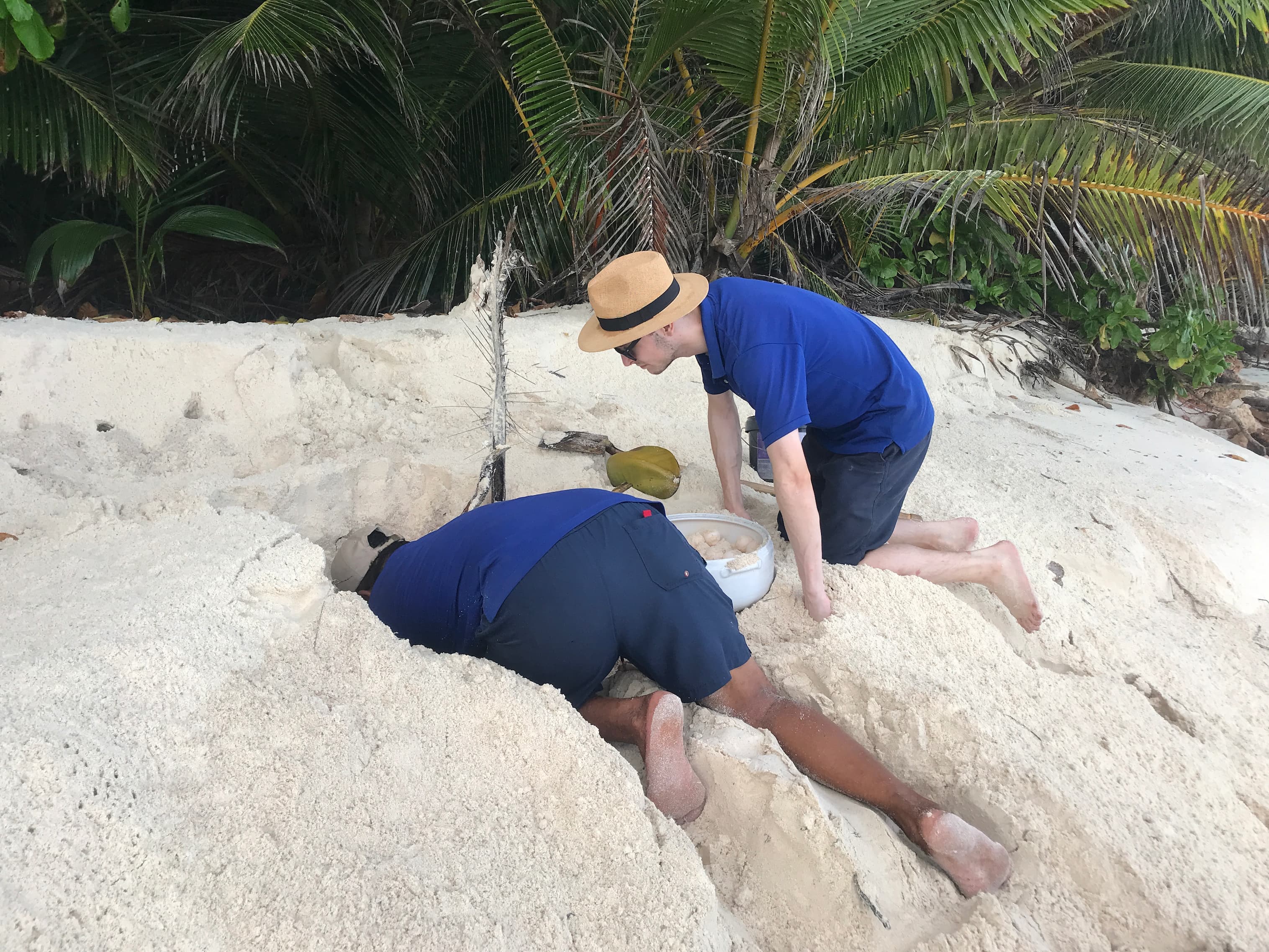 Wildlife ACT ecotourists carefully relocating at-risk Sea Turtle eggs on North Island.