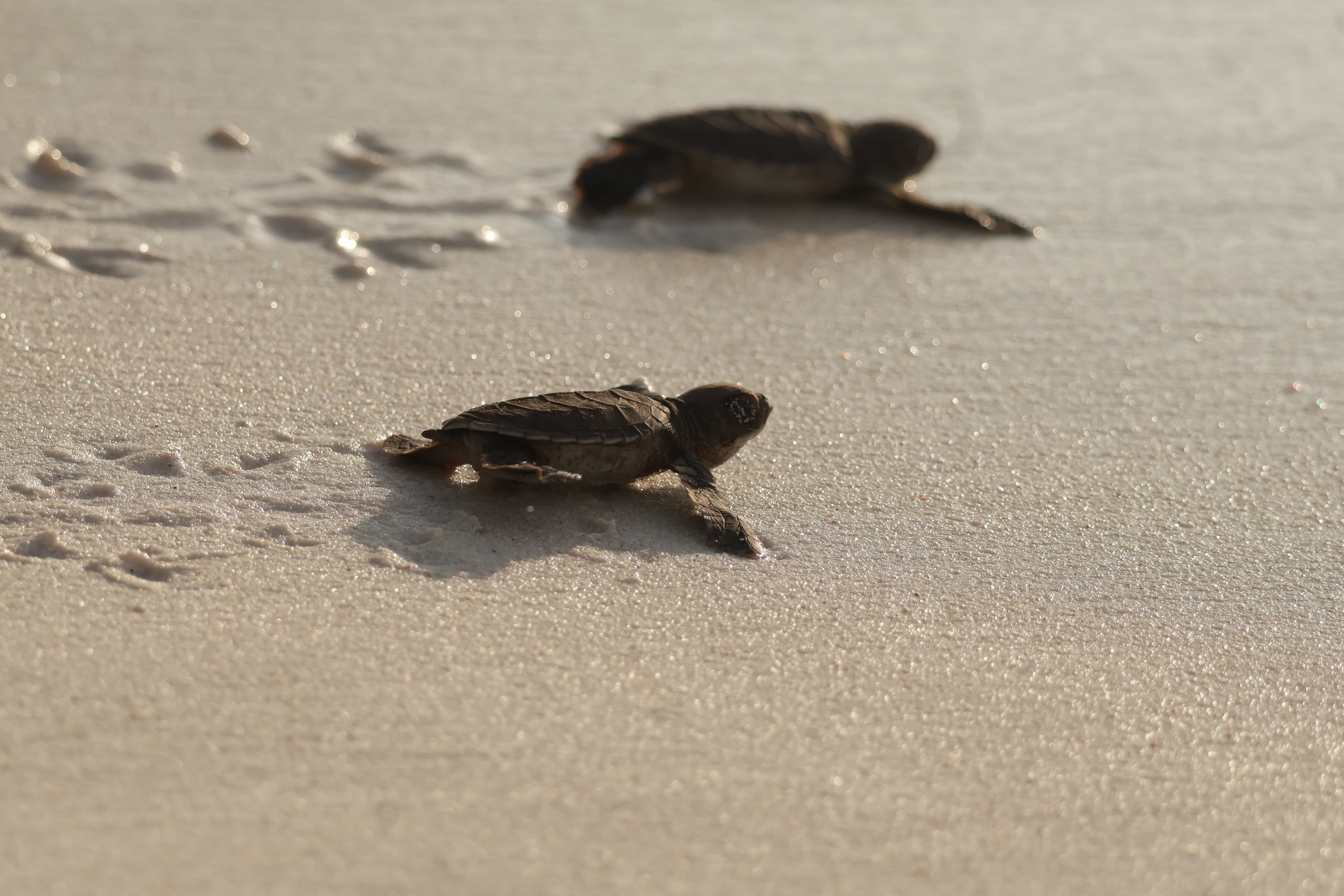 Hawksbill Sea Turtle hatchlings make their way to the ocean. 
