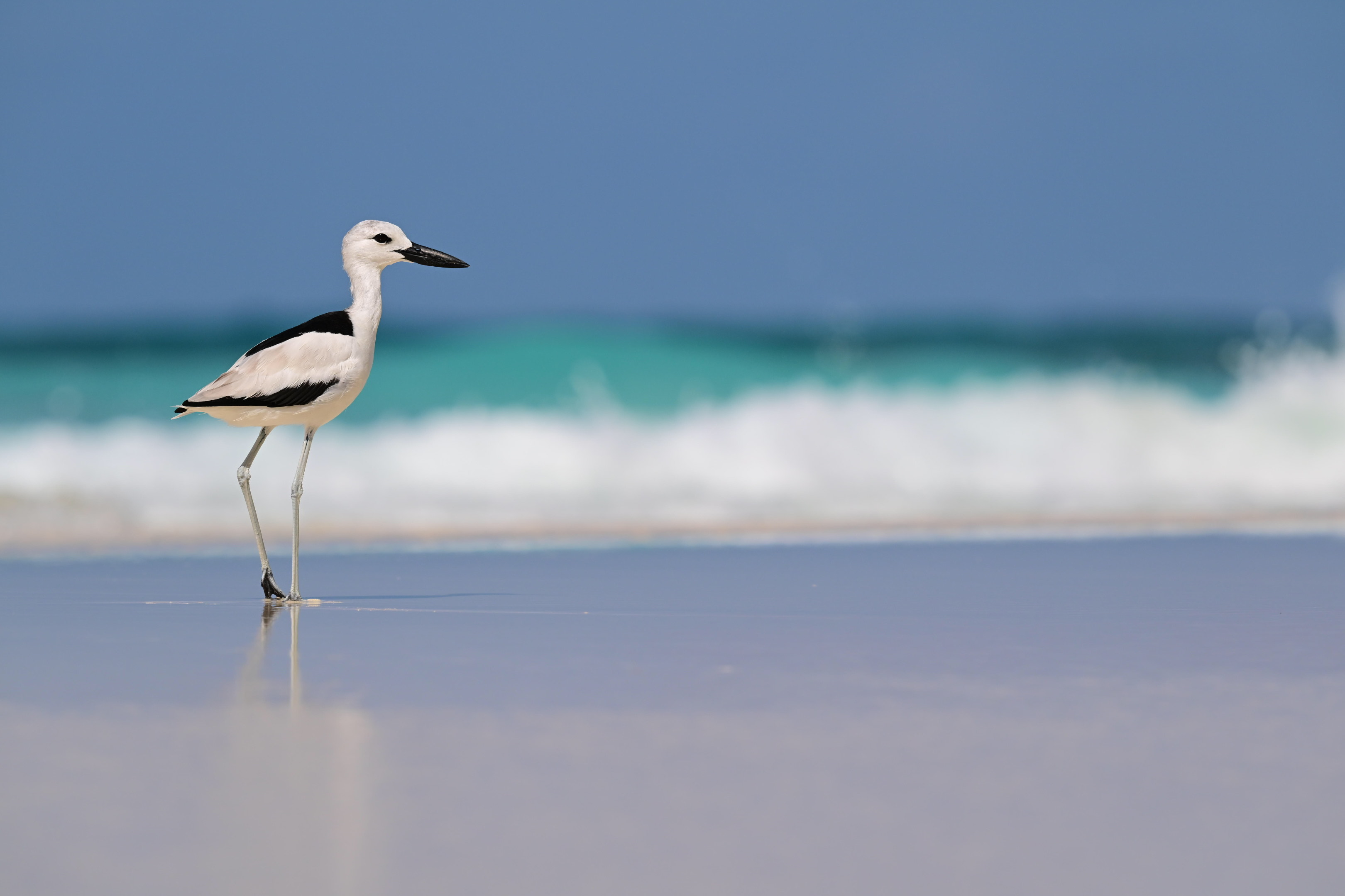 A crab-plover walks on the shoreline