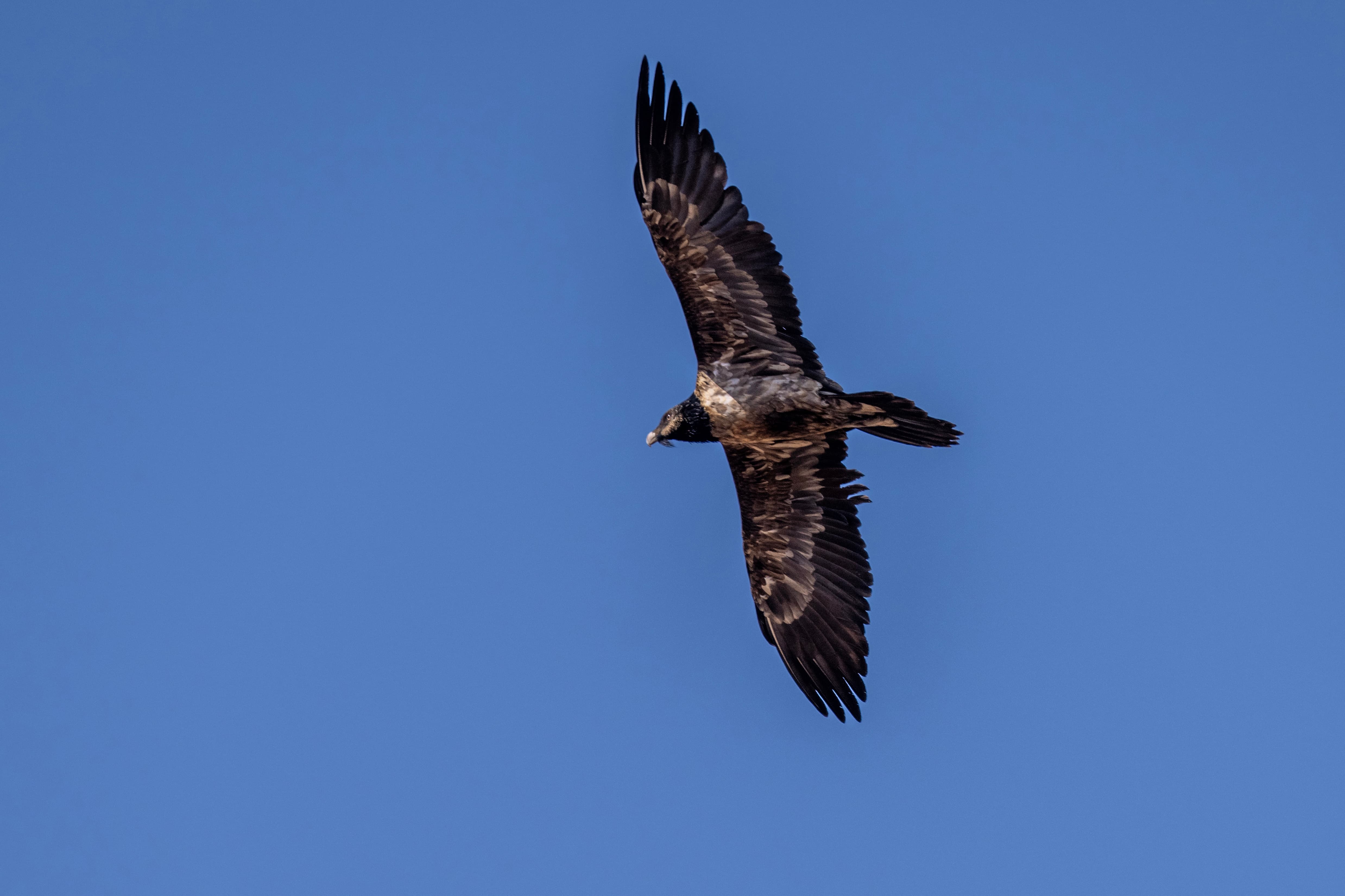 A juvenile Bearded Vulture soaring through the blue skies.