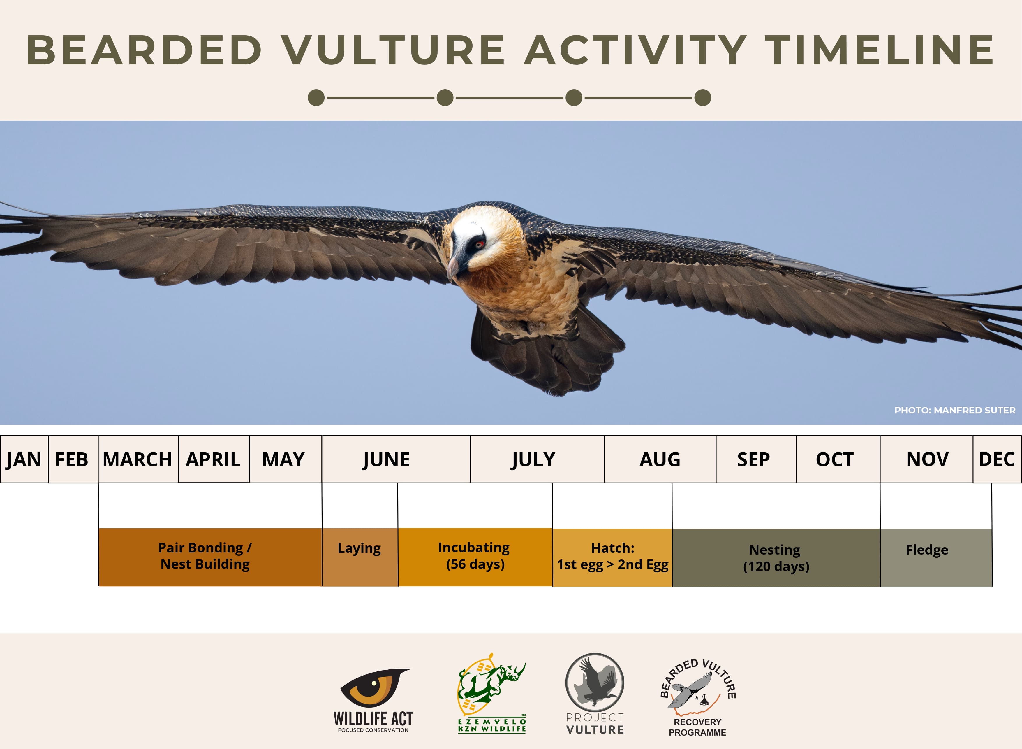 Bearded Vulture breeding activity timeline.