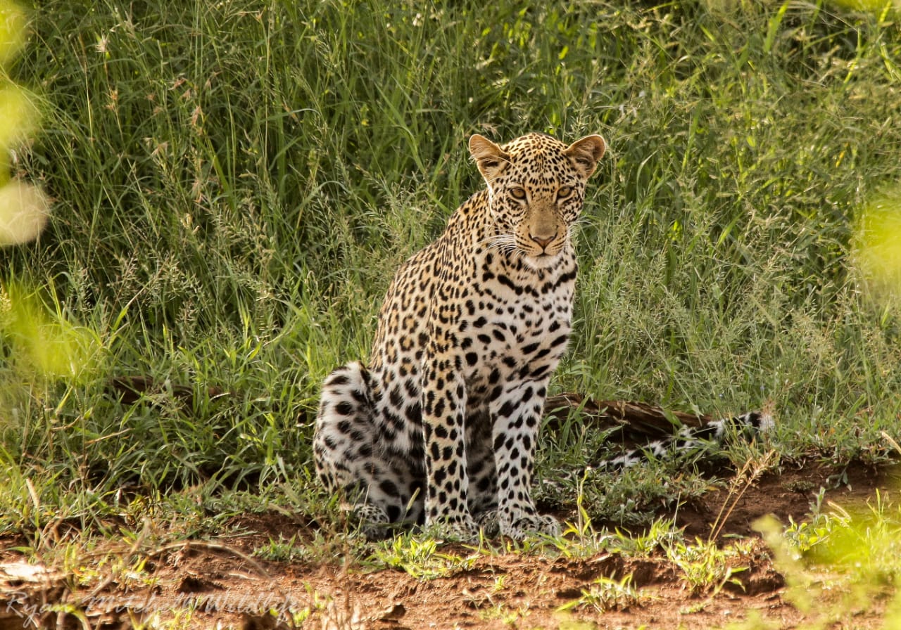 Leopard resting in dense African bush demonstrating elusive behaviour and cryptic camouflage