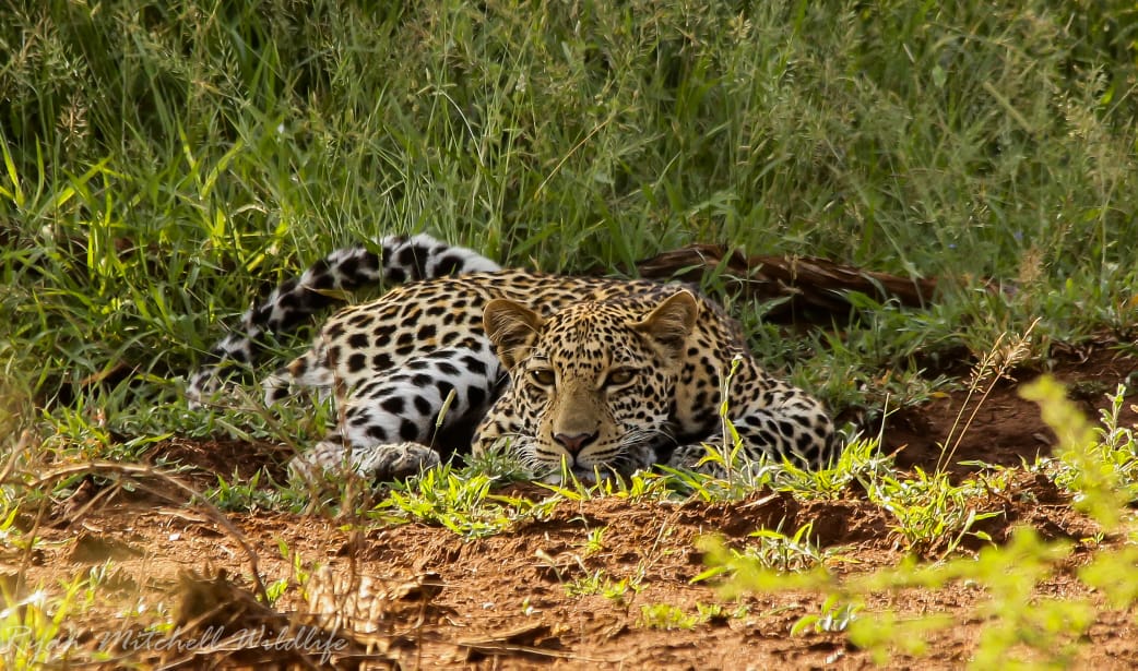 Leopard resting in dense African bush demonstrating elusive behaviour and cryptic camouflage