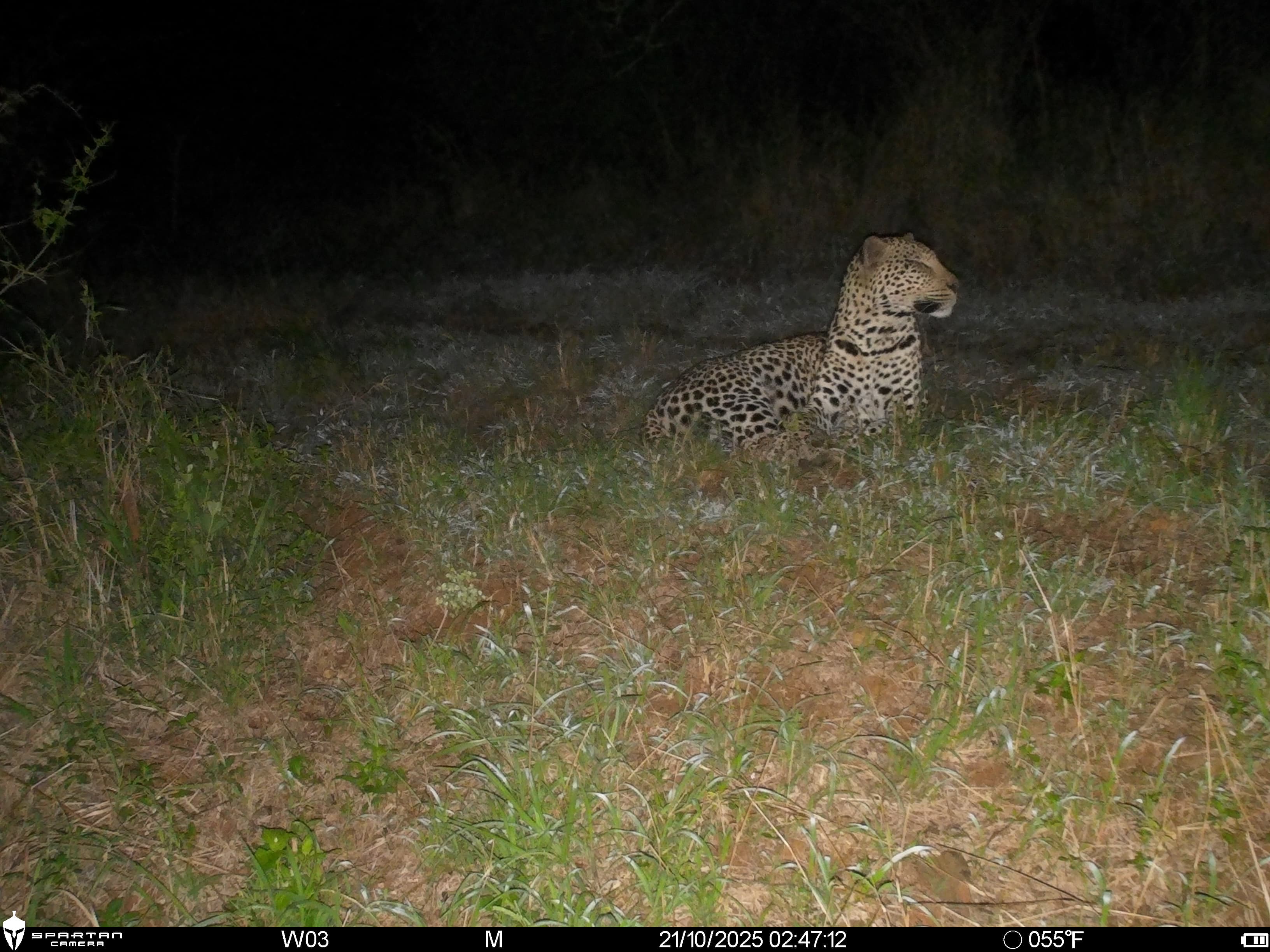 Leopard caught on a camera trap during KwaZulu-Natal Leopard Monitoring Project survey