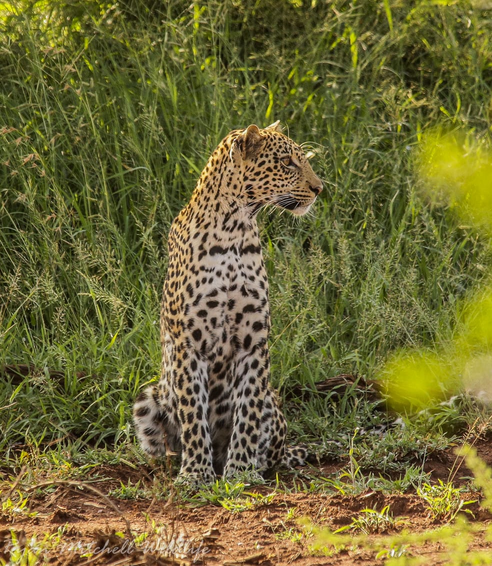 Leopard in natural savanna habitat representing long-term monitoring success in KwaZulu-Natal