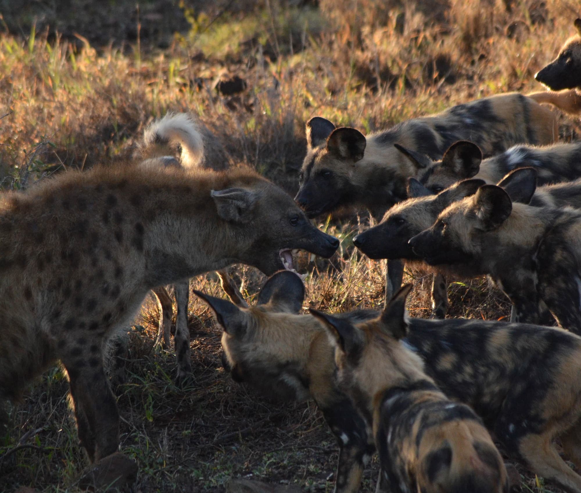 A spotted hyaena snarls at a pack of several wild dogs who inspect it with curiosity 