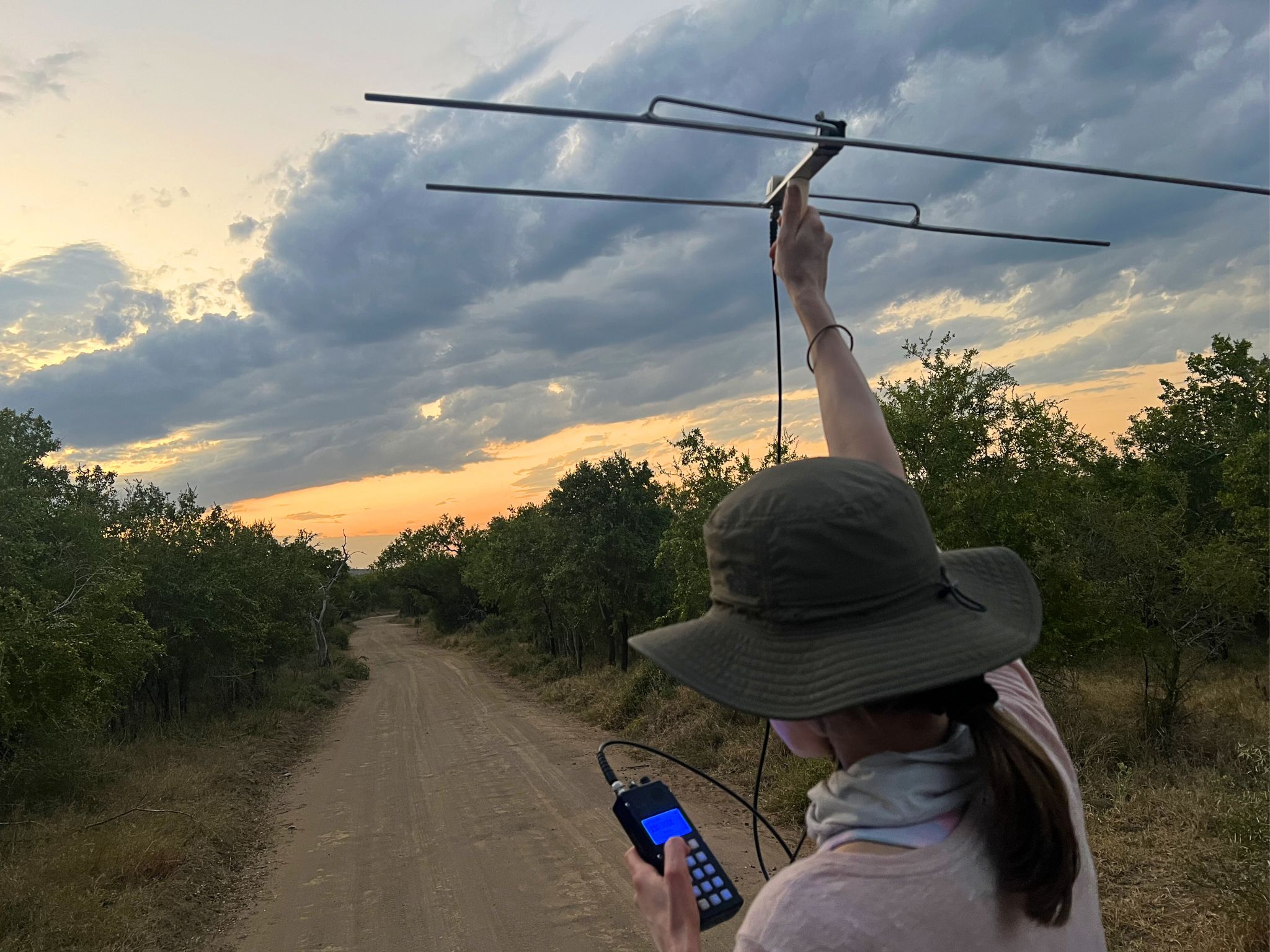 A conservation volunteer holds up VHF telemtry antenna, as the sun sets over the african bush