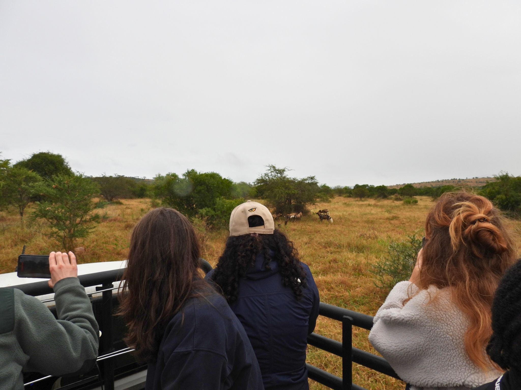 4 Conservation volunteers on the back of a vehicle, look out at a pack of African Wild Dogs in the Zululand bush 