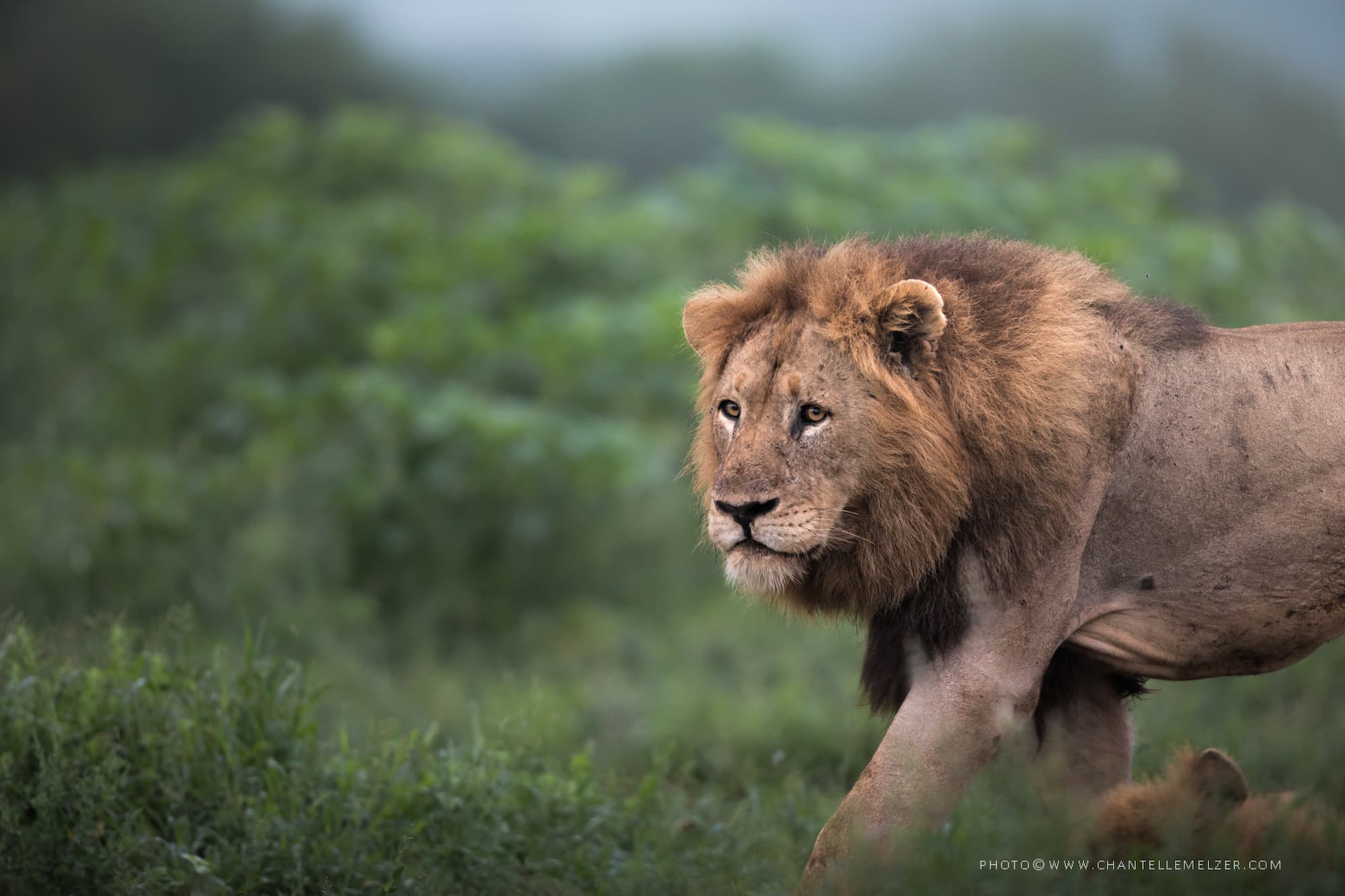 A male lion walks through a field in South Africa