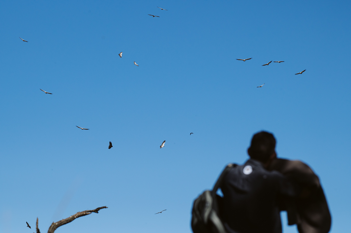 Wildlife ACT team member observing Cape Vultures through binoculars in the Southern Drakensberg during conservation monitoring