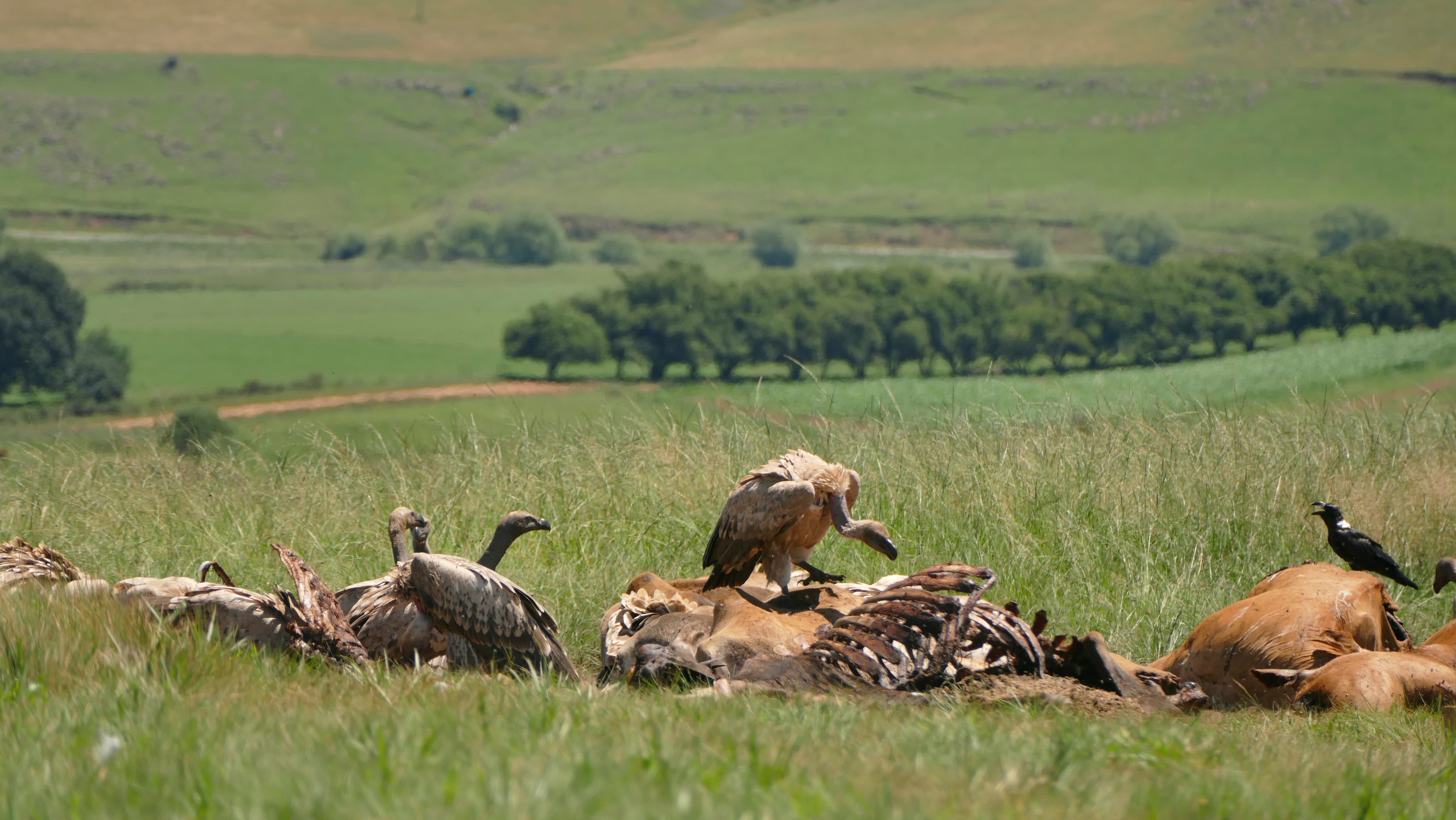 Cape Vultures feeding on a carcass at the Mzimkulu Vulture Safe Feeding Site in the Southern Drakensberg, supporting conservation monitoring efforts