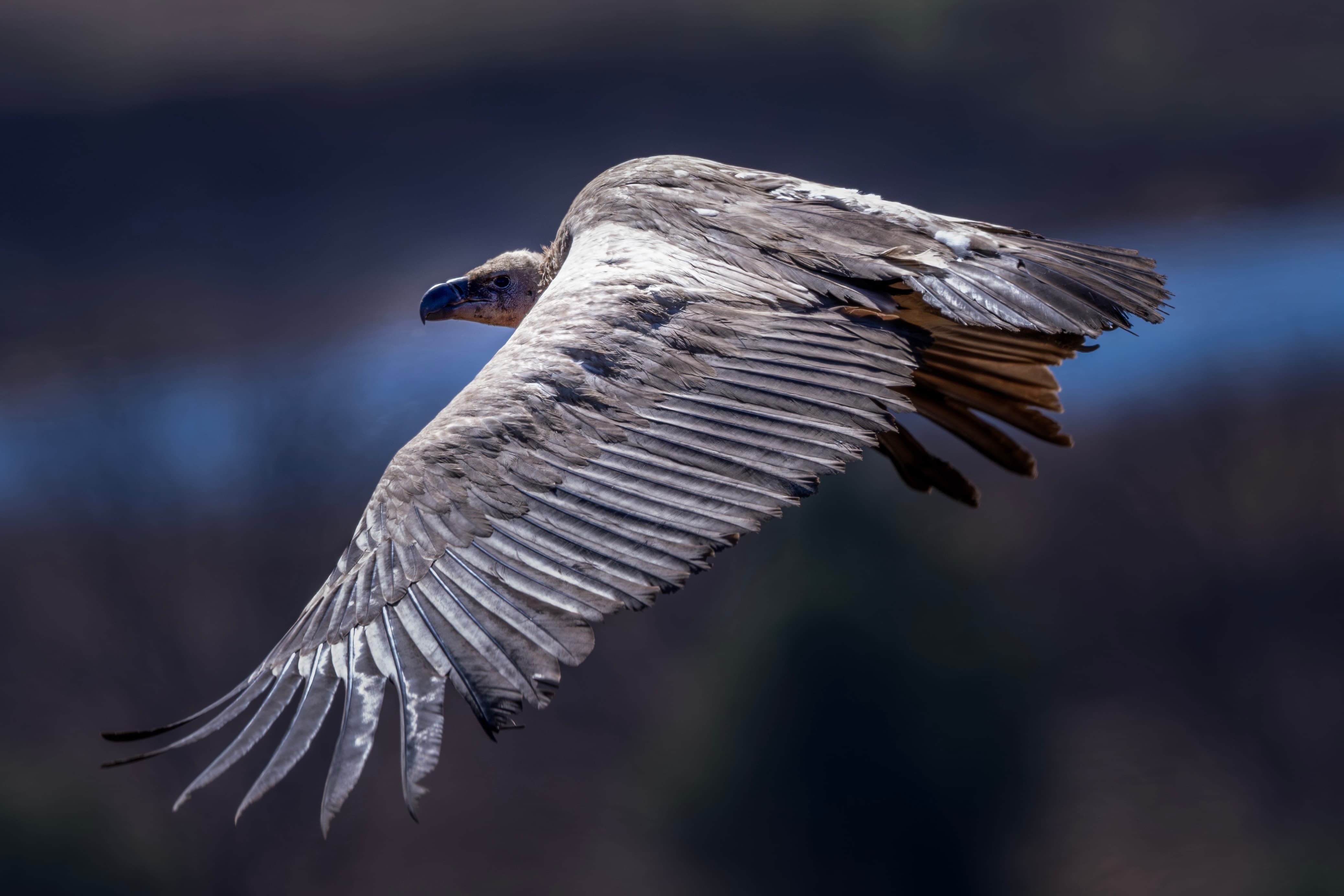 Cape Vulture in flight over the Drakensberg mountains during conservation monitoring in South Africa
