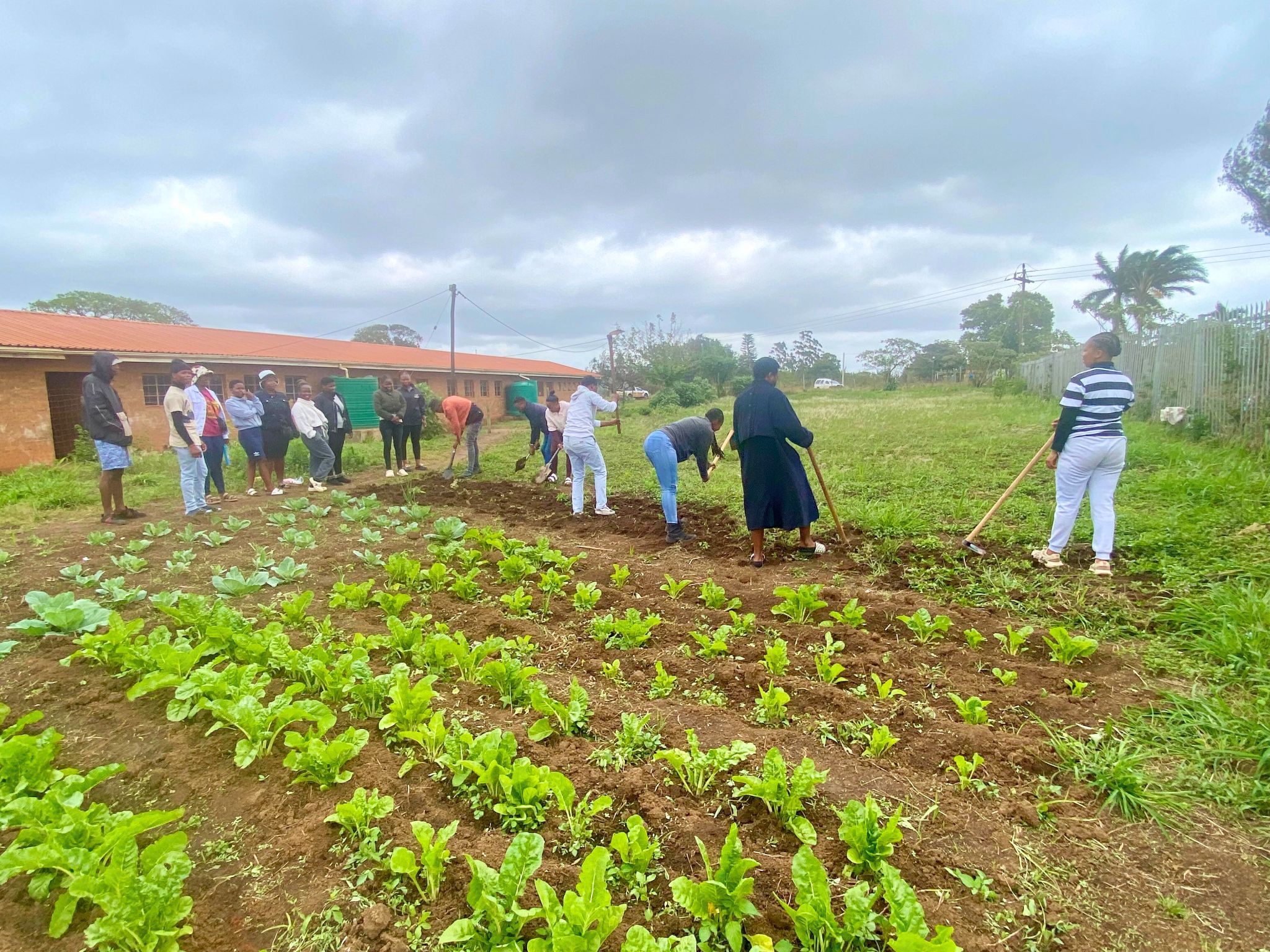 Young people hard at work at a community garden, which has rows of green crops
