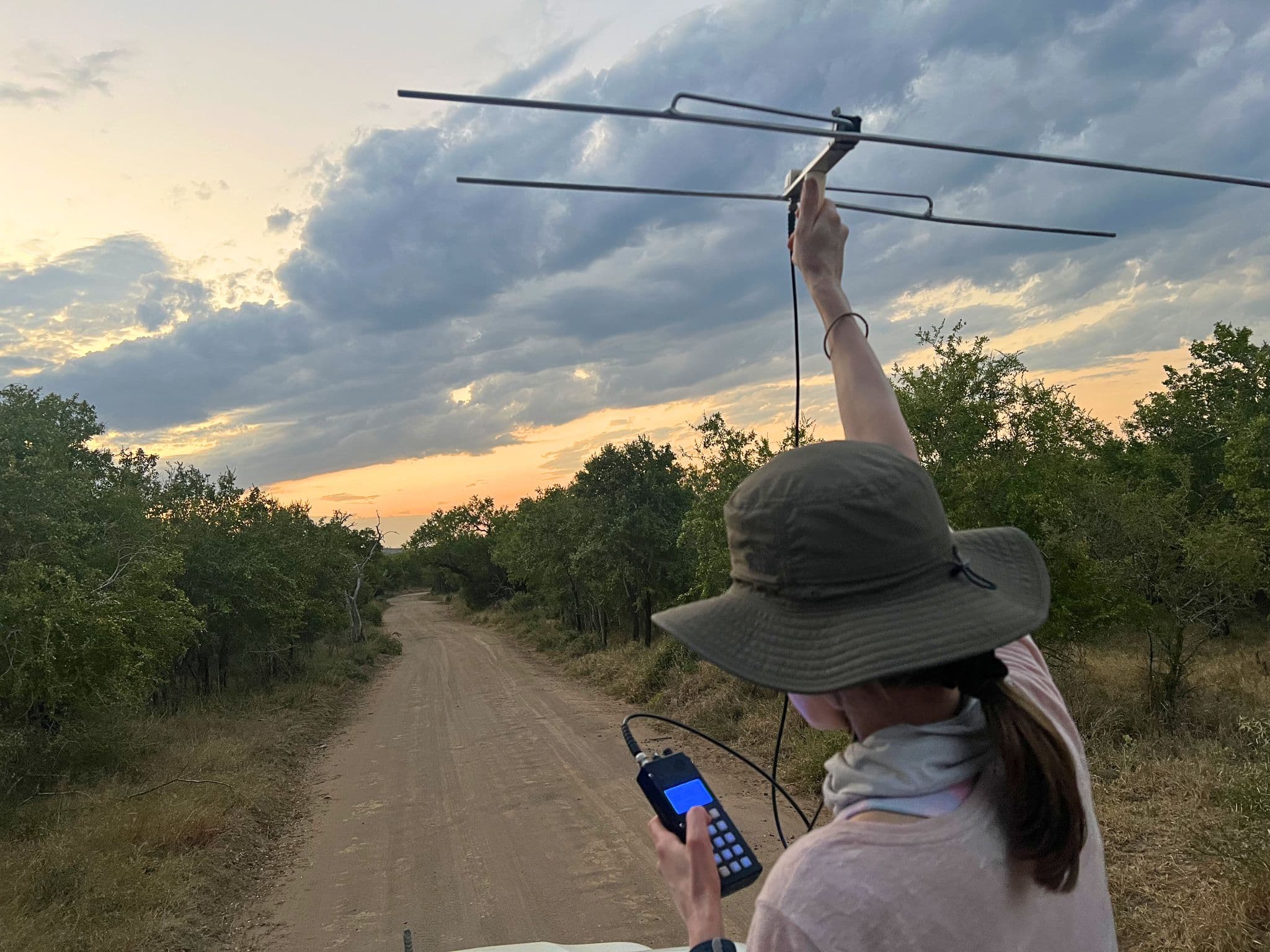 A woman holds a telemetry antenna above her head in the zululand bush