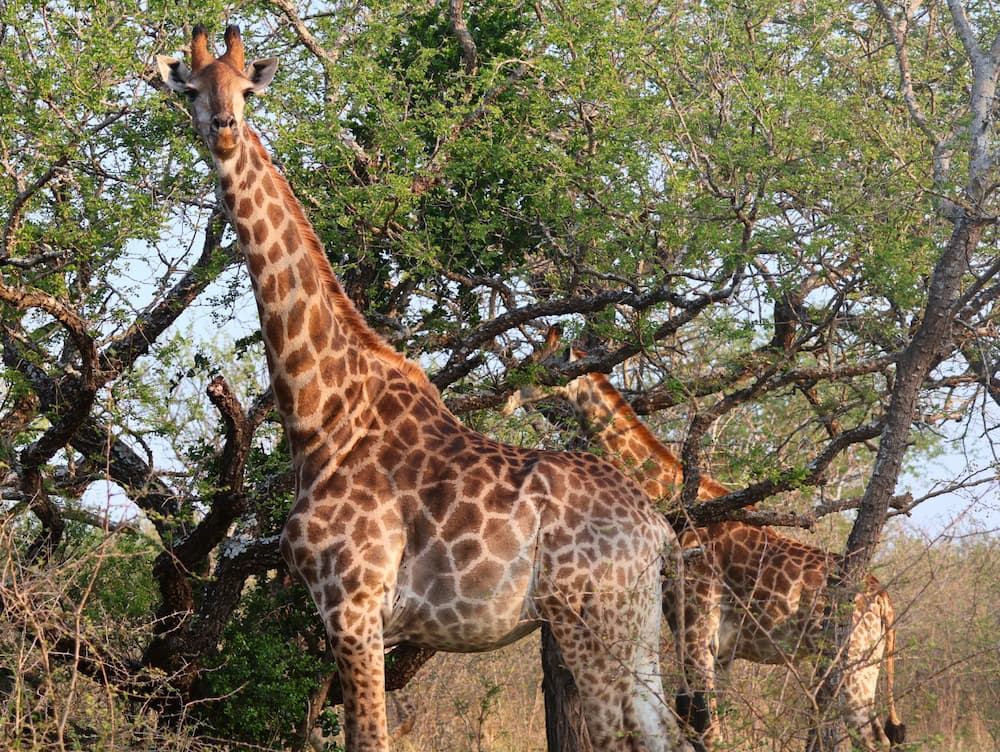 Two giraffes standing among trees in a bushveld landscape, with one in the foreground looking toward the camera and the other partially behind it feeding on foliage.