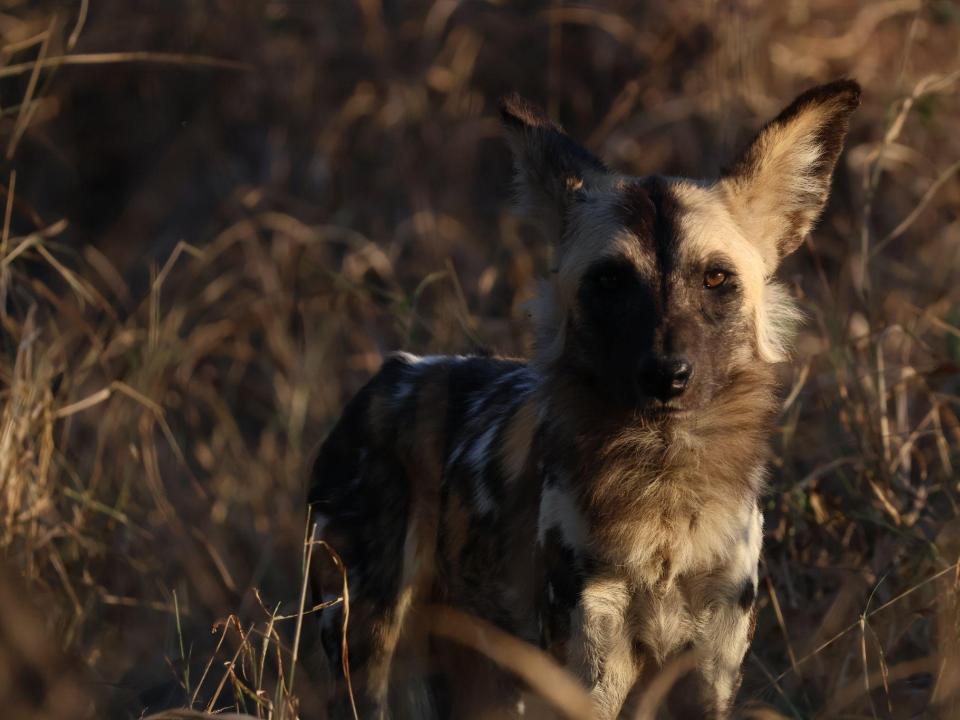 An African Wild Dog looks into the camera, surrounded by tall grass in the bushveld.