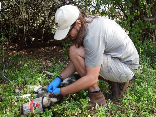 Wildlife ACT conservation team member fitting a tracking collar to an African Wild Dog as part of a monitored reintroduction programme