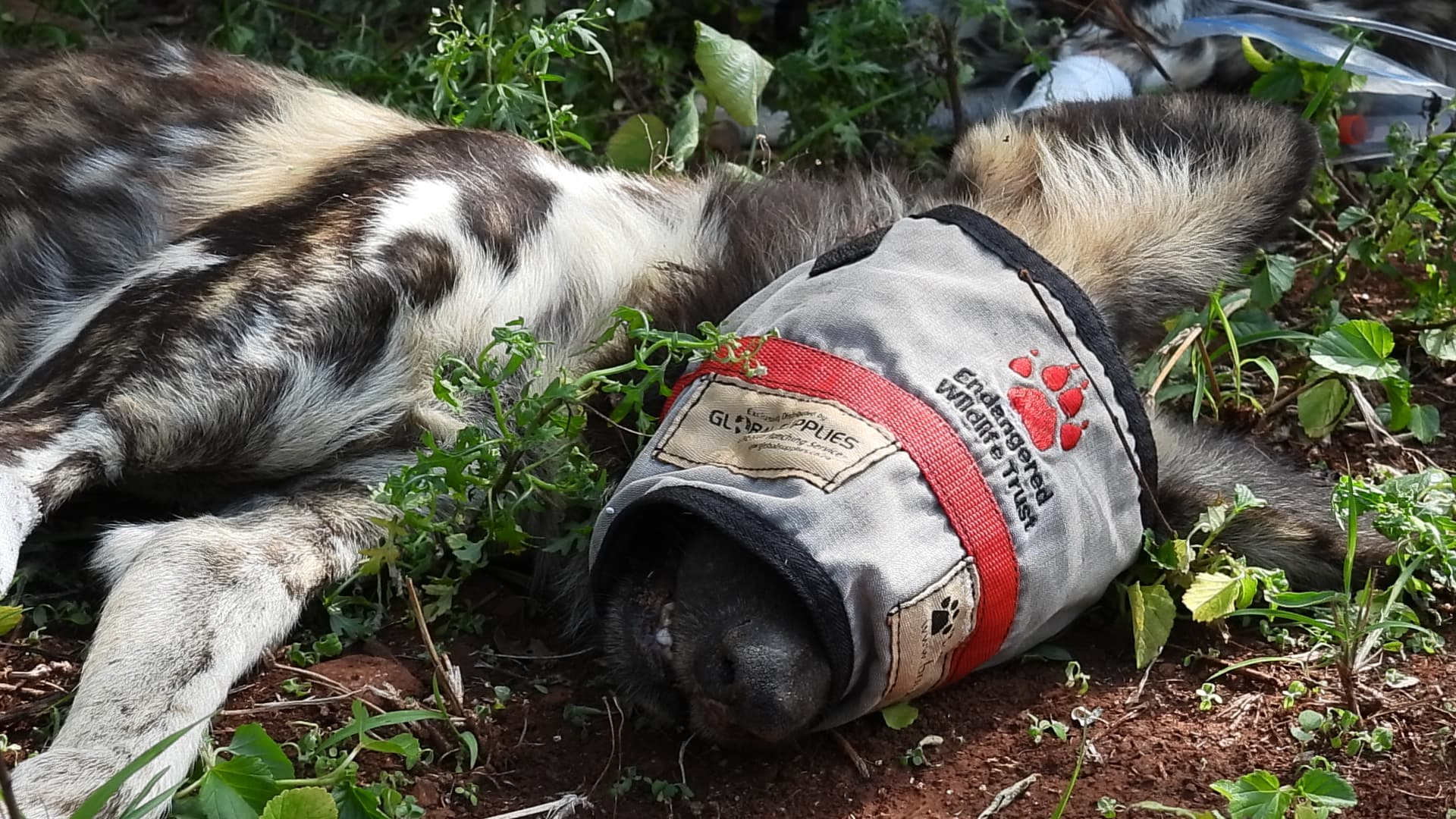 African Wild Dog immobilised during conservation intervention, awaiting GPS collar fitting as part of reintroduction efforts in KwaZulu-Natal