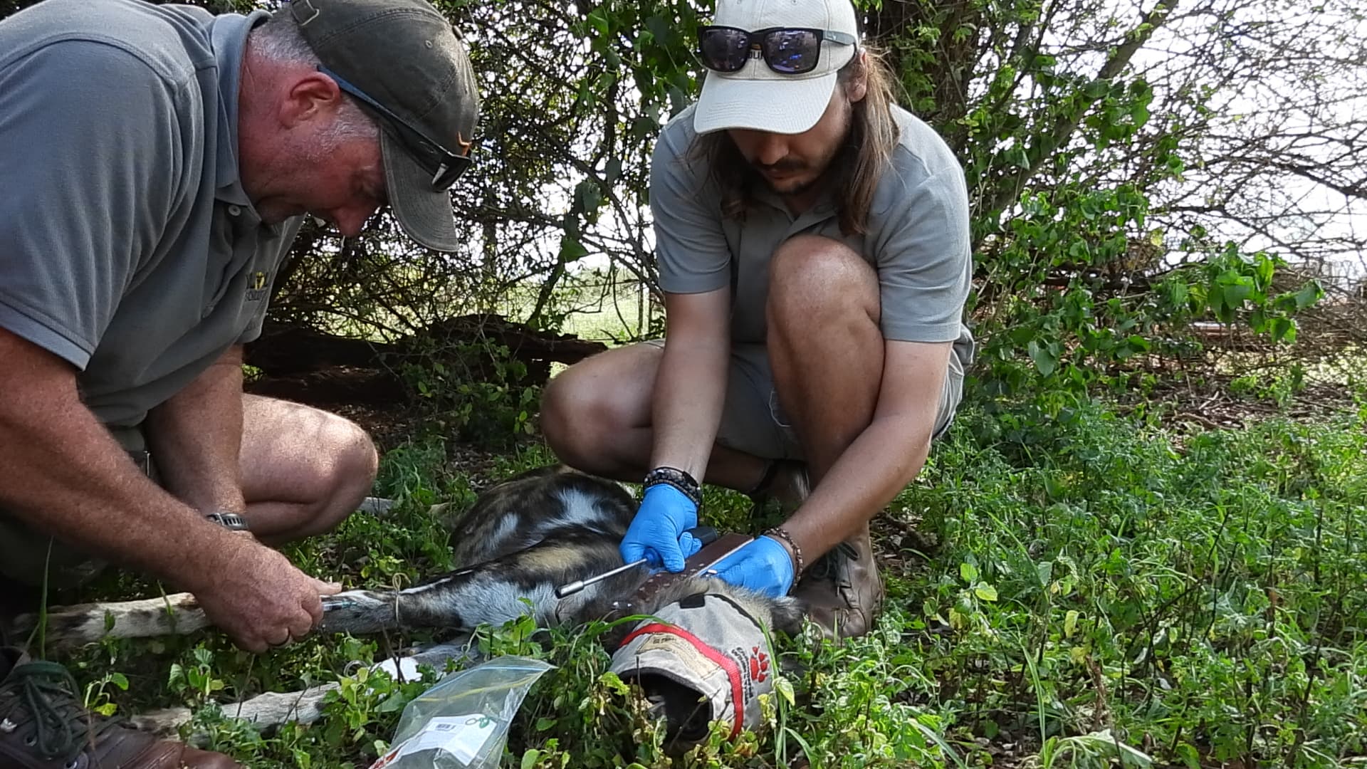 Wildlife ACT and Zimanga Private Game Reserve team members fitting a GPS collar to an African Wild Dog during conservation reintroduction efforts in KwaZulu-Natal