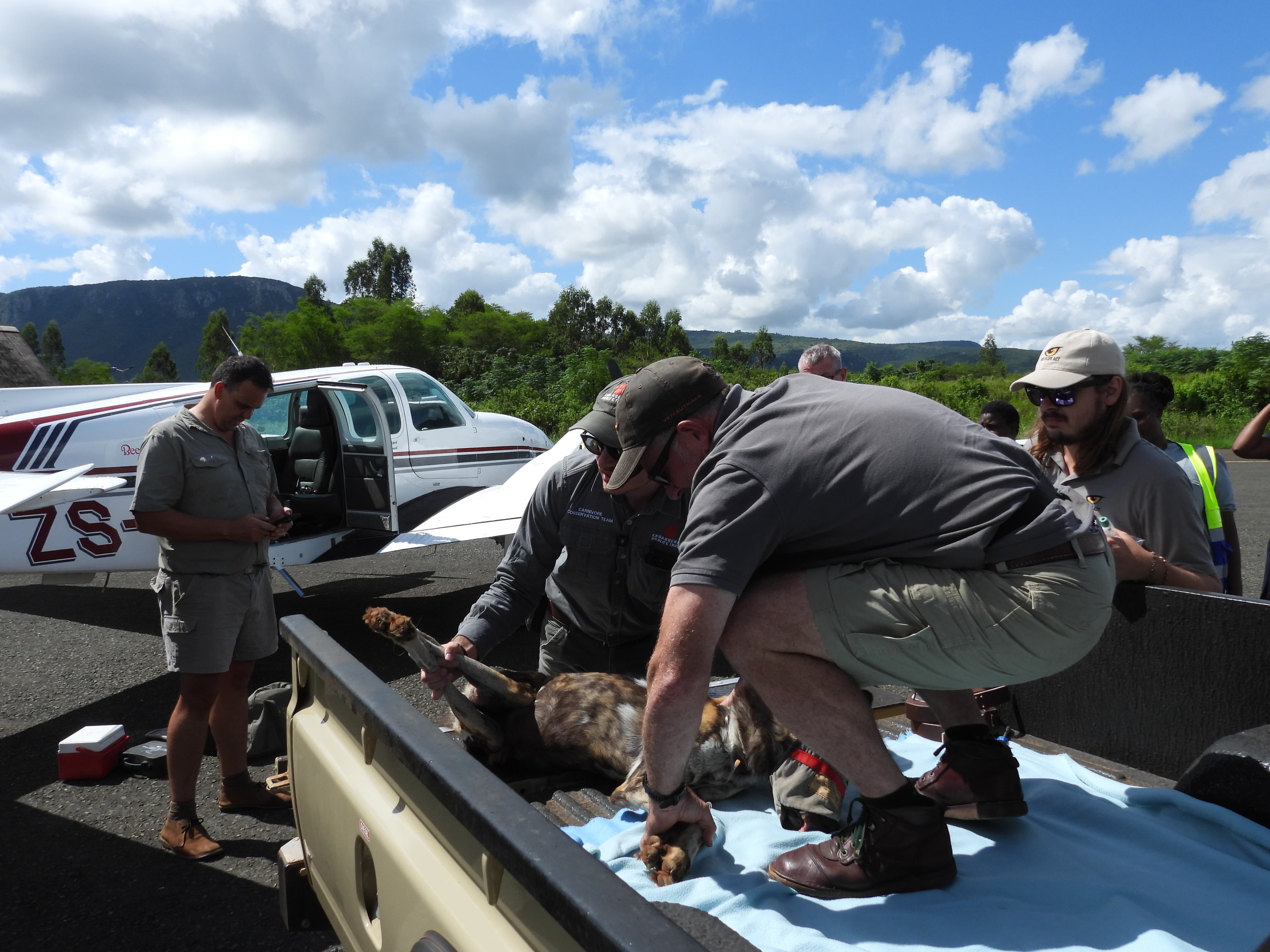 African Wild Dog being transported from aircraft to temporary holding facility during conservation translocation in KwaZulu-Natal