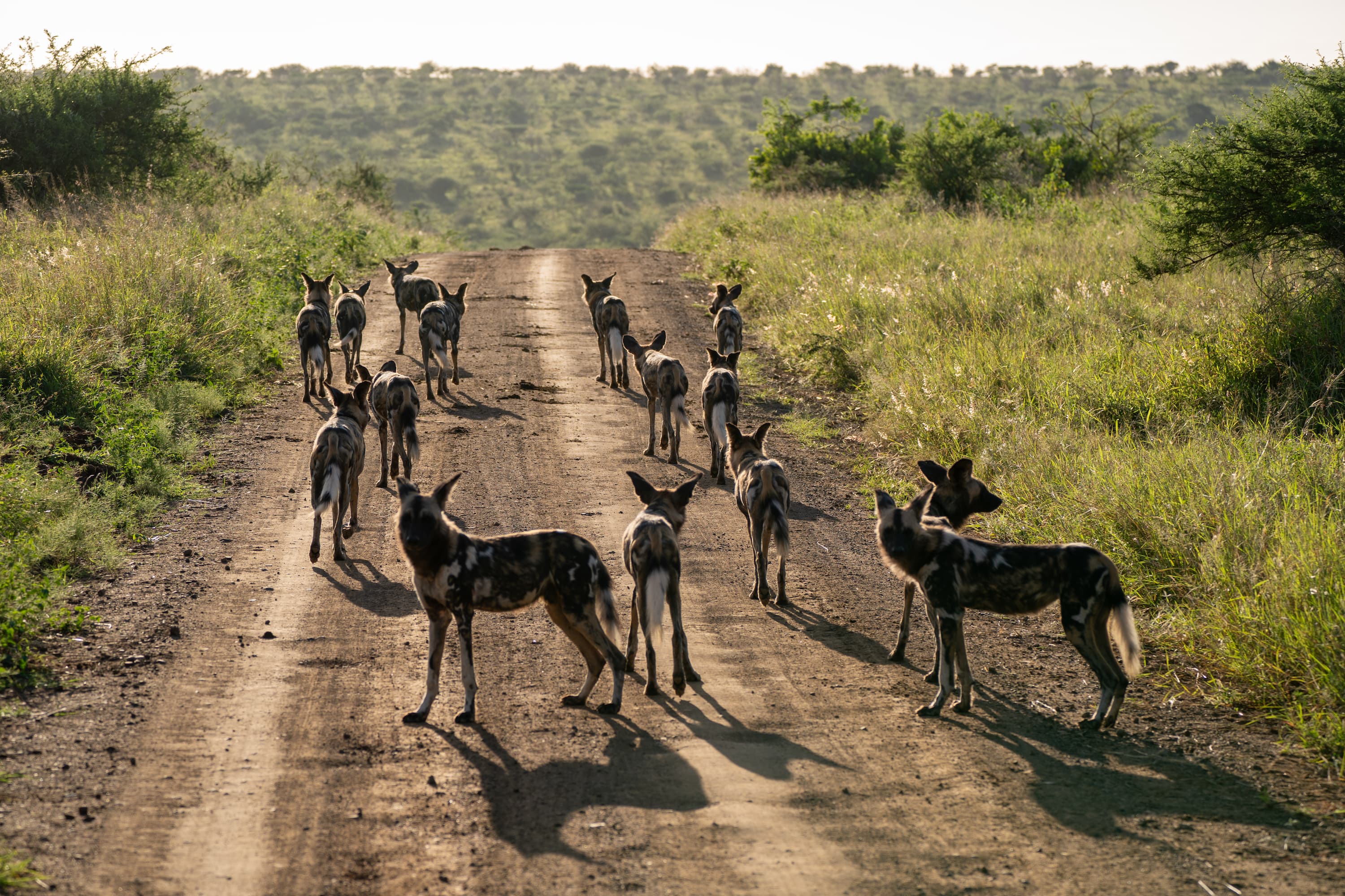 A pack of African Wild Dogs