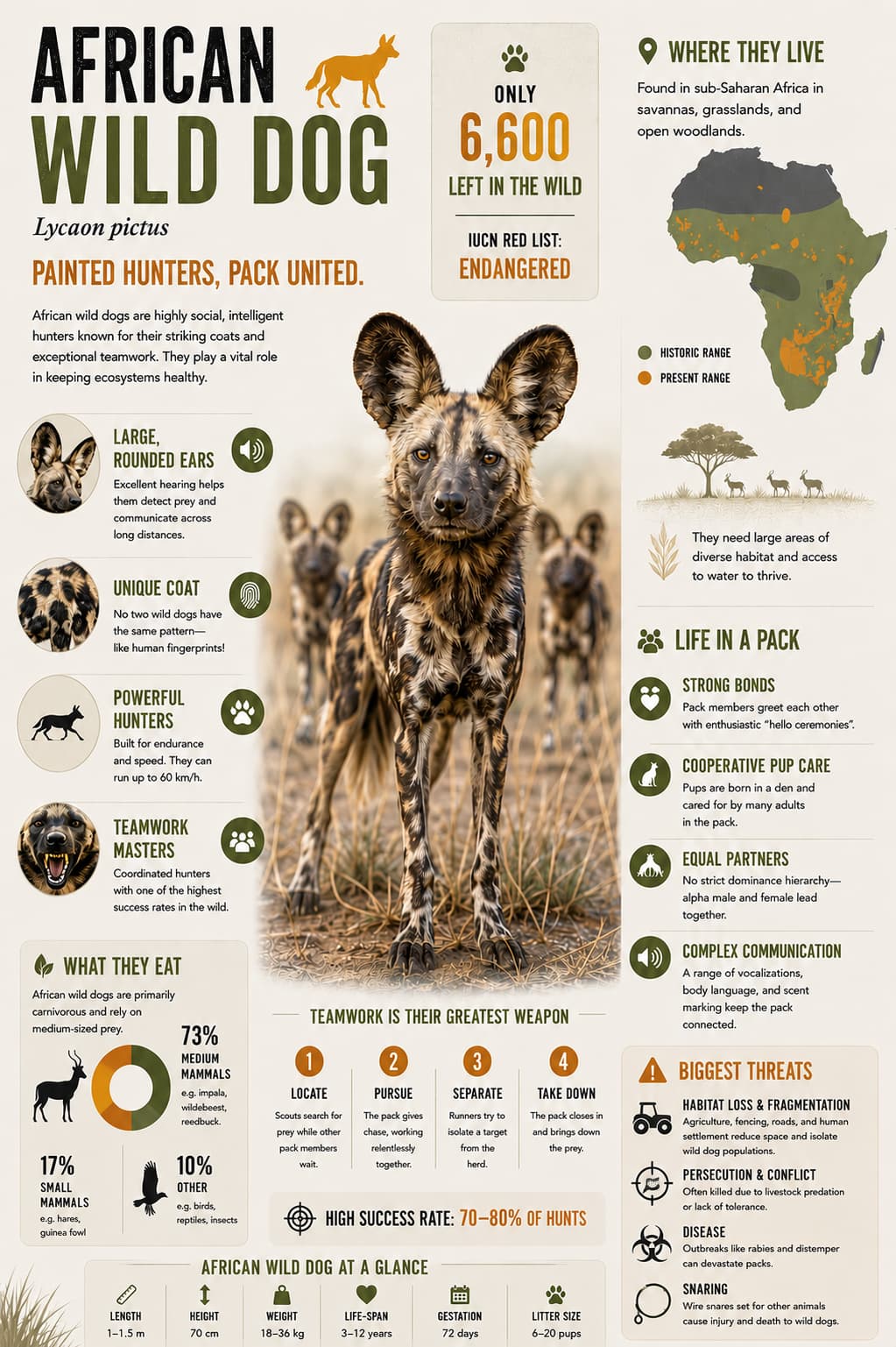 An infographic highlighting African Wild Dog information