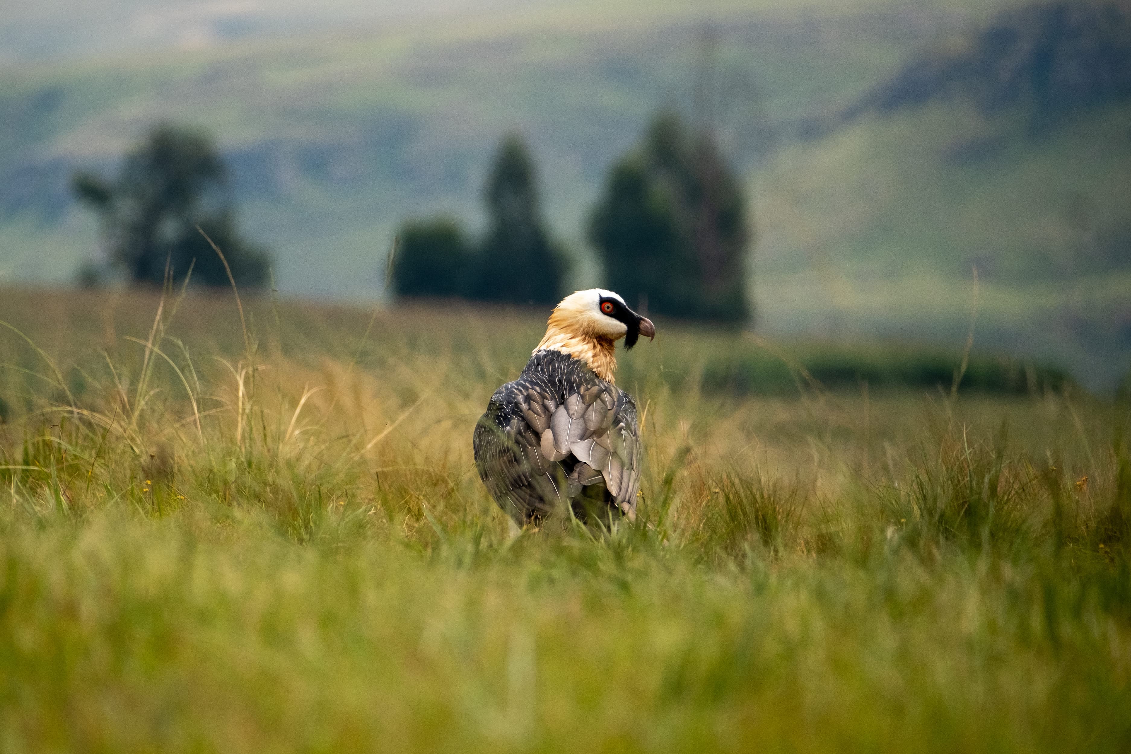 A Bearded Vulture photographed at the Hide by Wildlife ACT volunteer, Aden Brantchen