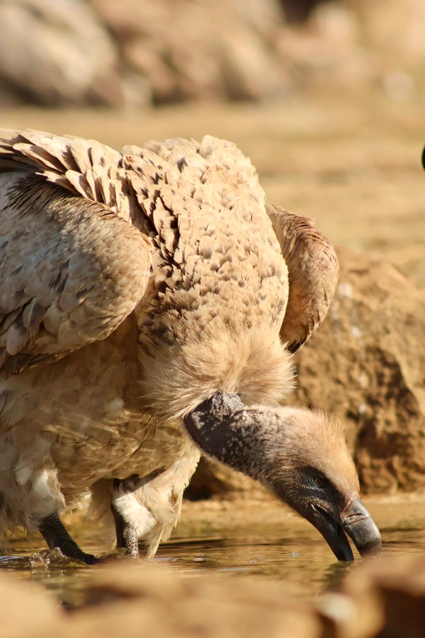 A Cape Vulture drinking at the Hide, photographed by Wildlife ACT's Danika Prinsloo