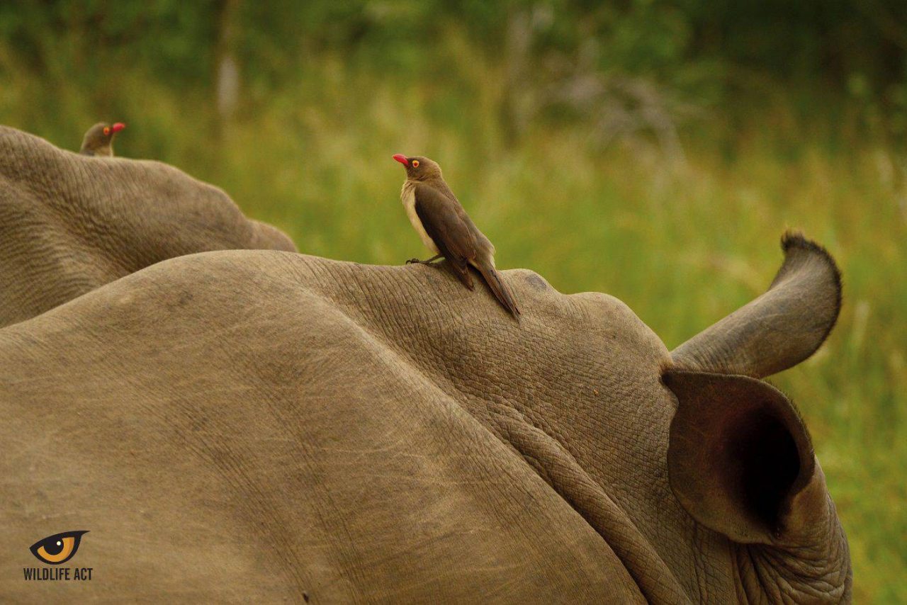 Symbiosis between Oxpecker and Buffalo. Photo by Kerryn Bullock