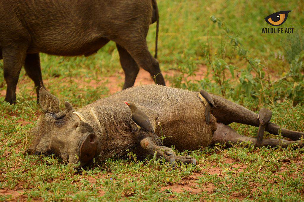 Symbiosis between Oxpecker and Warthog. Photo by Kerryn Bullock