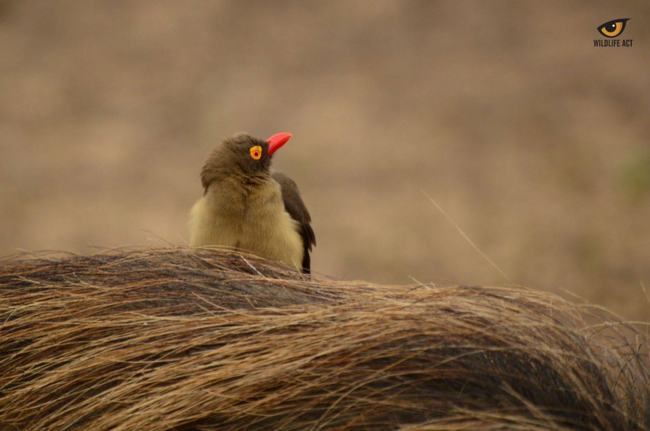 Oxpecker - Kerryn Bulock 4
