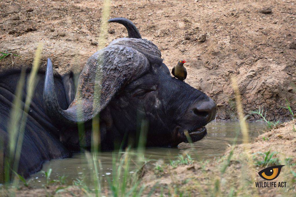 Symbiosis between Oxpecker and Buffalo. Photo by Kerryn Bullock